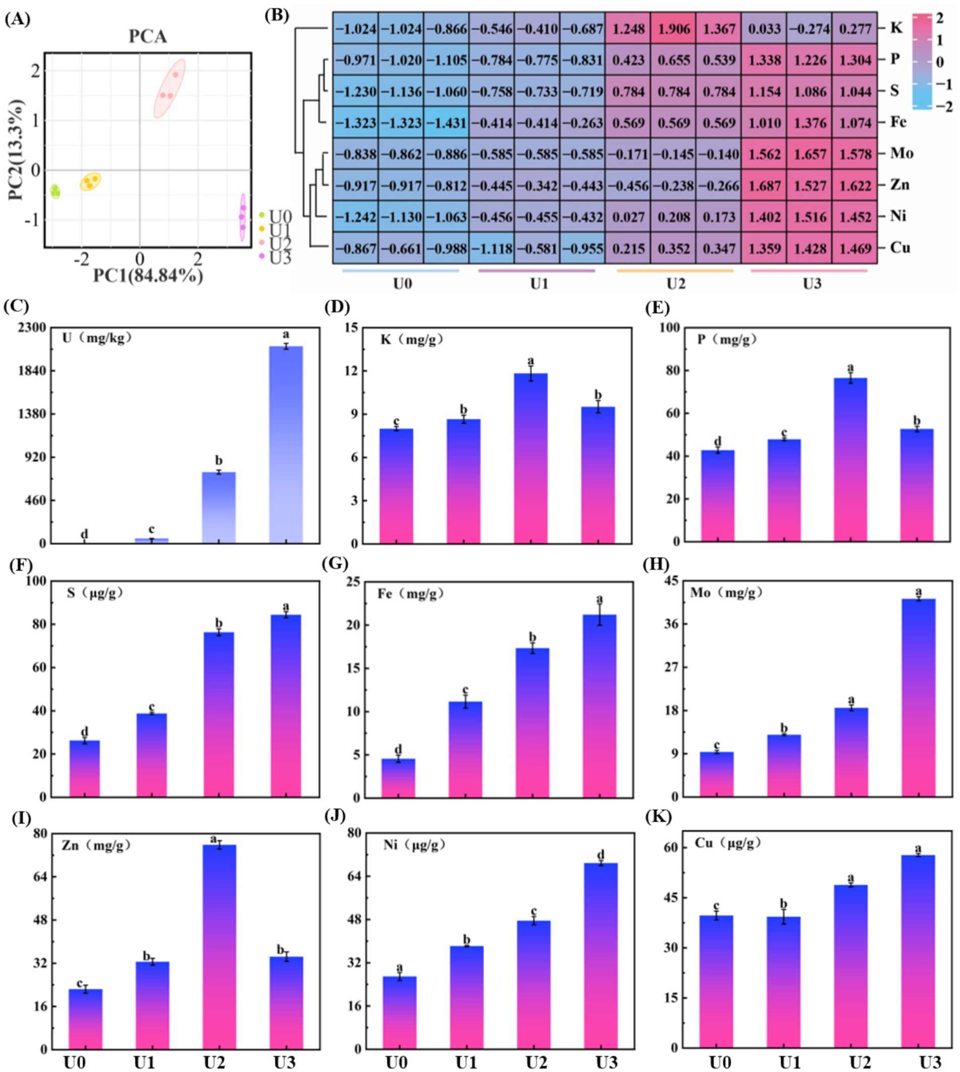The composite image consists of several parts: (A) A PCA plot shows clustering based on PC1 (eighty-four point eight four percent) and PC2 (thirteen point three percent) with different groups color-coded. (B) A heatmap presents the concentrations of various elements, with a color scale from blue to purple indicating changes in value. Bar graphs (C-K) display concentrations of elements like uranium, potassium, phosphorus, sulfur, iron, molybdenum, zinc, nickel, and copper across different conditions, U0 to U3, with significant differences indicated by different letters.