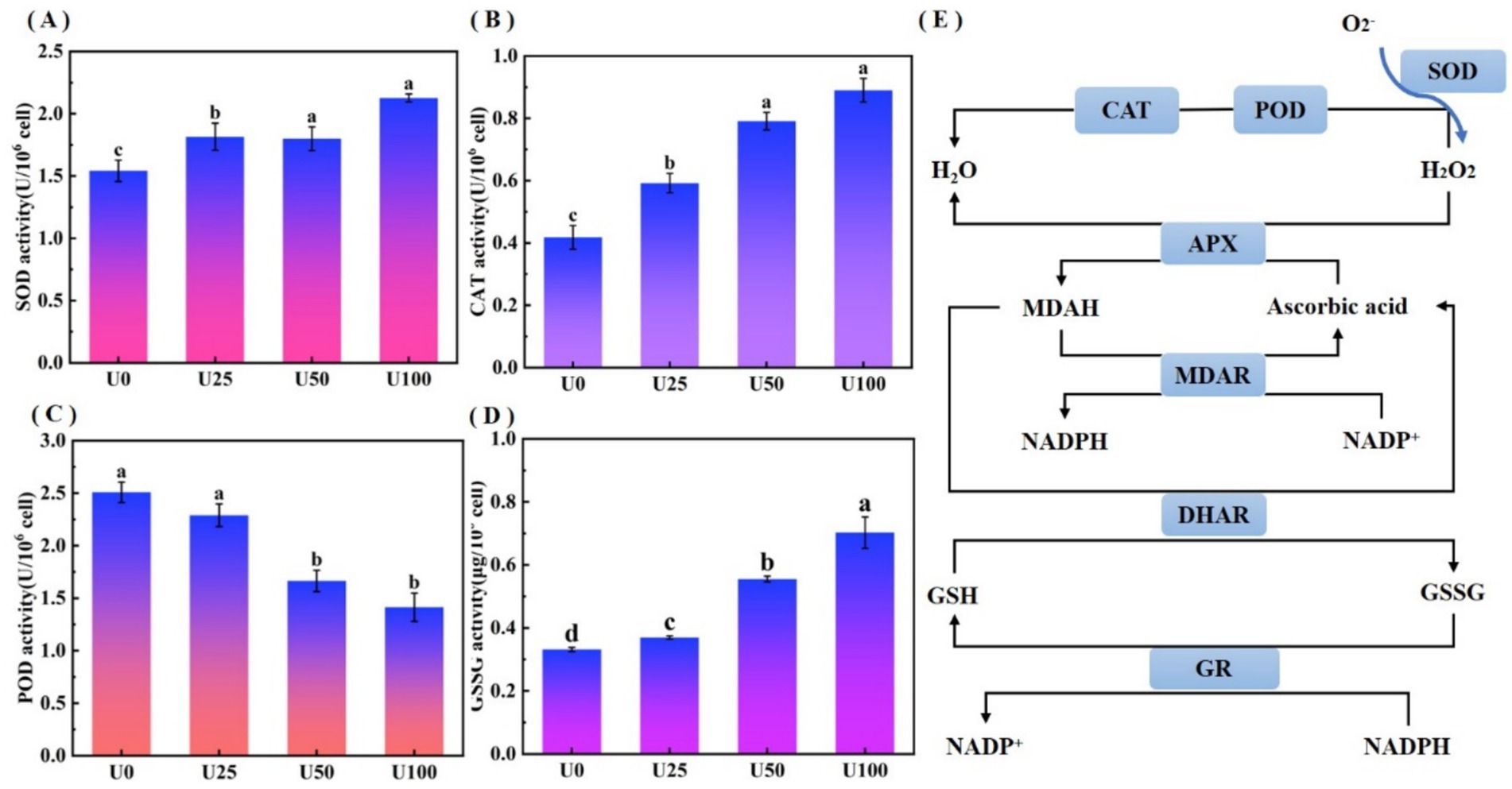 Four bar charts and a biochemical pathway diagram. Graph A shows SOD activity increasing from U0 to U100. Graph B displays CAT activity also increasing across the same groups. Graph C shows POD activity higher in U0 and U25 than U50 and U100. Graph D indicates GSSG activity increasing from U0 to U100. Diagram E illustrates antioxidant pathways involving SOD, CAT, POD, APX, and others with hydrogen peroxide conversion and ascorbic acid.