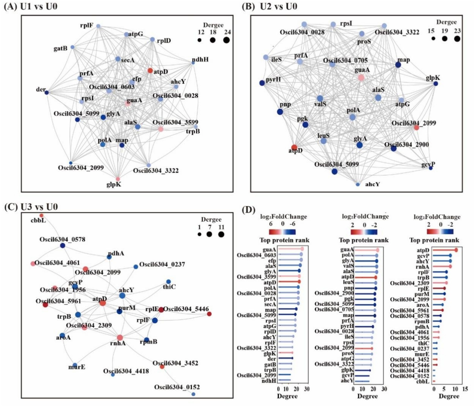 Network graphs display differentially expressed proteins. Panels A, B, C show networks for U1, U2, U3 vs U0 respectively, with nodes sized by degree. Panel D shows log-fold change bar charts, ranking proteins by degree across conditions.