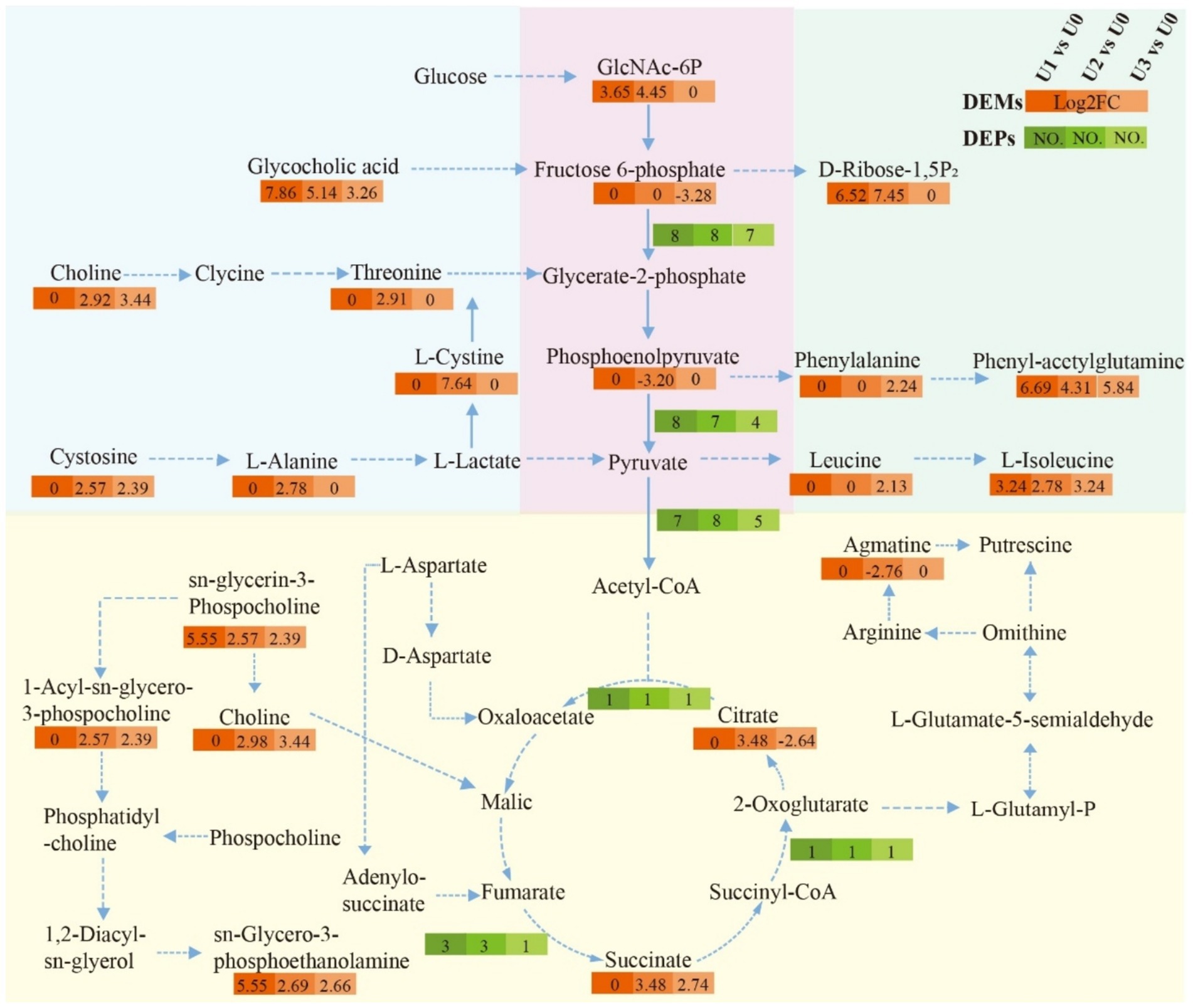 Metabolic pathway diagram showing interactions between metabolites with arrows indicating transitions. Key metabolites include glucose, glycerate-2-phosphate, pyruvate, and acetyl-CoA. Color-coded boxes represent Log2 fold changes and significance, with orange indicating differential expression. Data is organized in sections labeled DEMs and DEPs.