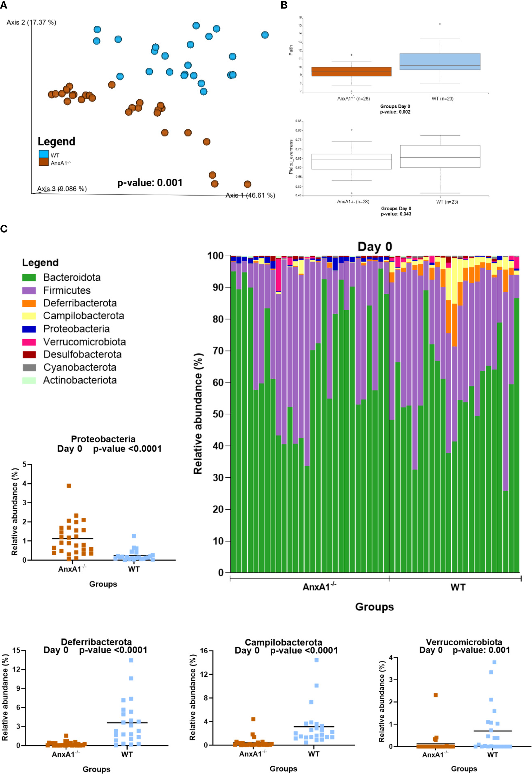 A set of microbiome analysis charts. A) Scatter plot showing two groups, WT (blue) and AnxA1⁻/⁻ (brown), with different clustering along axes with significant differences (p-value: 0.001). B) Two box plots comparing Faith's Phylogenetic Diversity and Pielou's Evenness between groups on Day 0, showing significant differences in diversity (p-value: 0.002) and no significant difference in evenness (p-value: 0.583). C) Stacked bar chart and scatter plots depicting relative abundance of bacterial phyla on Day 0. AnxA1⁻/⁻ shows differences in abundance of specific phyla like Proteobacteria, Deferribacterota, Campilobacterota, and Verrucomicrobiota, each with significant p-values.