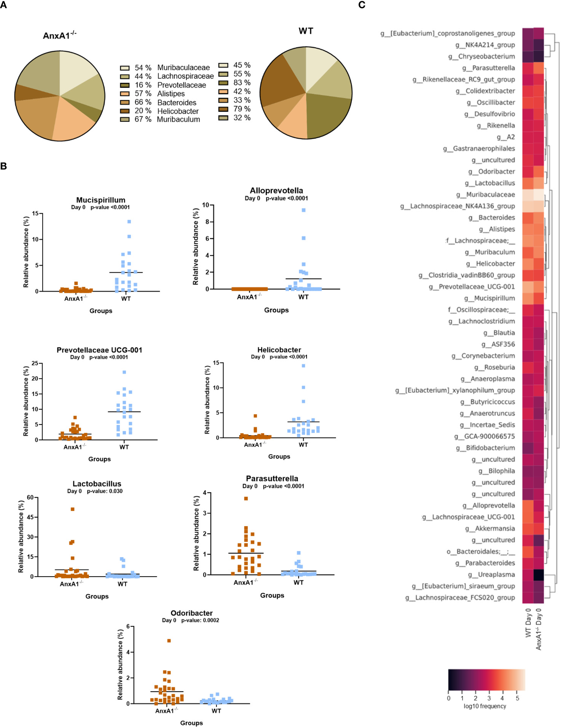 Comparison of gut microbiota composition between AnxA1-/- and WT mice. (A) Pie charts show bacterial family composition percentages. (B) Six plots compare relative abundance of specific bacteria between groups, with p-values indicating significant differences. (C) Heatmap displays bacterial genera frequency, comparing WT and AnxA1-/- across two time points, with a color gradient indicating log-transformed frequency values.
