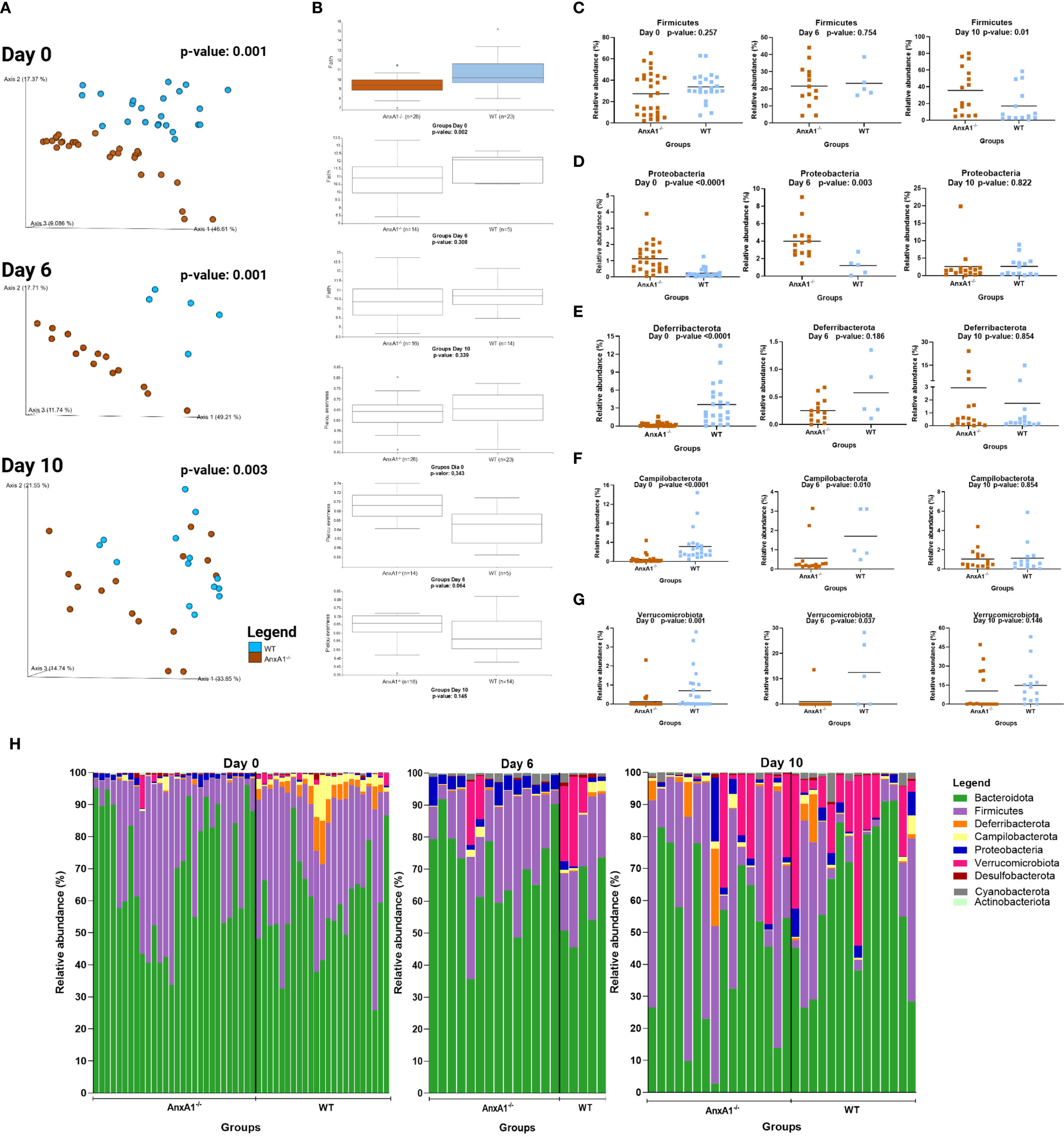 A series of charts and graphs depicting experimental data comparing AnxA1\(^-\) and WT (wild type) groups over 0, 6, and 10 days. Panel A shows scatter plots of group clustering with statistical significance. Panel B presents box plots of data distributions. Panels C to G display dot and line charts for bacterial abundance with p-values. Panel H provides stacked bar charts of relative bacterial abundance for different phyla, with a legend identifying groups like Bacteroidota, Firmicutes, and more. Data indicate differences in microbial composition over time between the two groups.