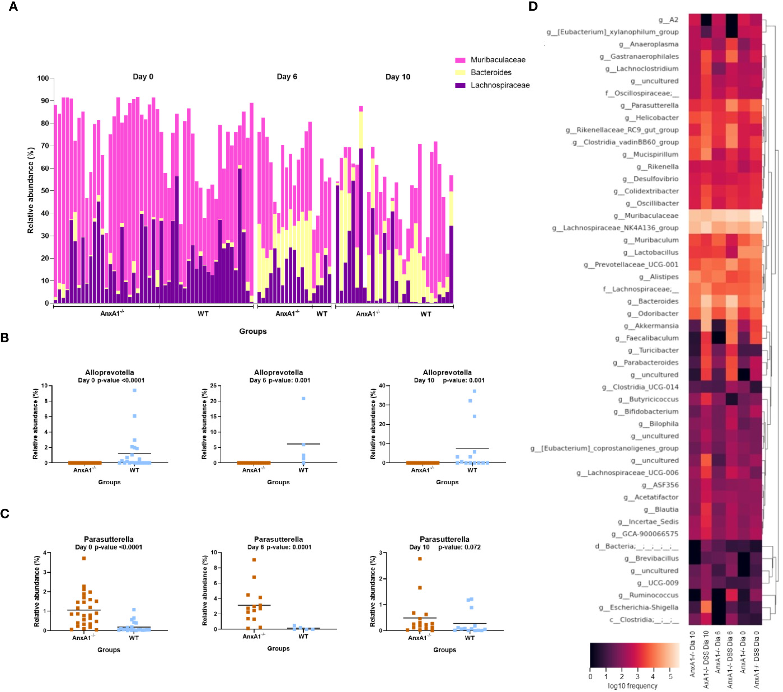Panel A displays a stacked bar graph showing relative abundances of Muribaculaceae, Bacteroidaceae, and Lachnospiraceae over time for different groups. Panel B presents line plots comparing Alloprevotella abundances in two groups across three time points. Panel C shows similar plots for Parasutterella. Panel D includes a heatmap illustrating the frequency of various bacterial genera across different conditions and groups, with a color scale from orange to pink to black.