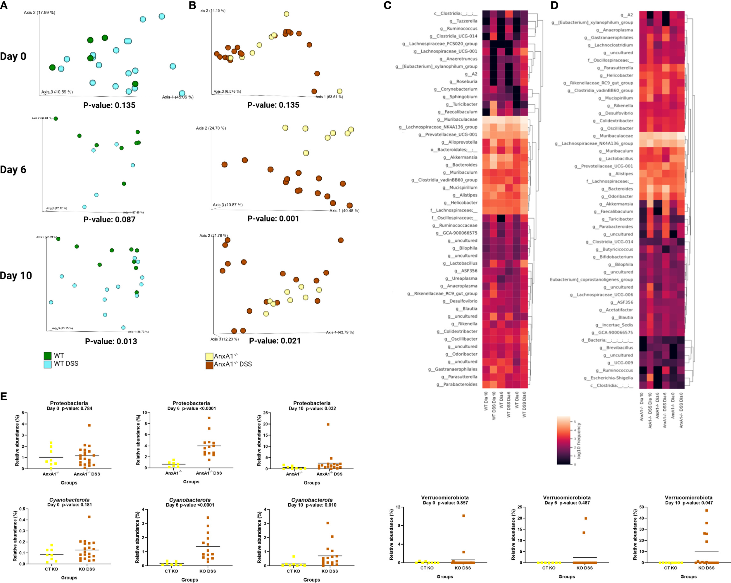This image contains multiple panels illustrating microbiome data. Panels A and B show PCoA plots with sample clustering at days 0, 6, and 10, highlighting p-values for different groups: WT, WT DSS, AnxaA1⁺, and AnxaA1⁻ DSS. Panels C and D present heatmaps indicating microbial taxa abundance, with gradients representing relative abundance levels. Panel E features bar graphs showing relative abundance data for Proteobacteria, Cyanobacteria, and Verrucomicrobiota across different groups and time points, accompanied by p-values. Colors and labels differentiate experimental groups.