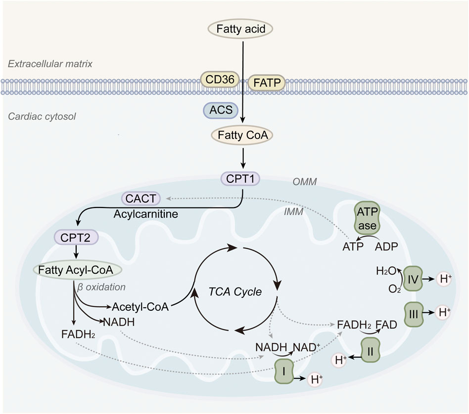 Diagram showing fatty acid metabolism in cardiac cells. Fatty acids enter through CD36 and FATP, are converted to Fatty CoA by ACS, then transported into mitochondria by CPT1 and CACT. Inside, CPT2 converts Acylcarnitine back to Fatty Acyl-CoA, which undergoes beta-oxidation producing Acetyl-CoA, NADH, and FADH2. The TCA Cycle follows, generating NADH and FADH2 for the electron transport chain complexes I-IV, creating ATP via ATPase. Oxygen is reduced to water, with proton movement across the inner mitochondrial membrane.