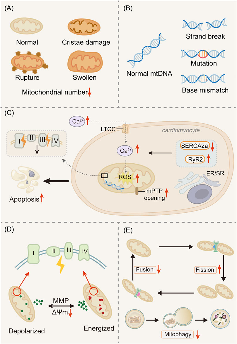 Diagram illustrating mitochondrial dysfunction across several panels: (A) shows stages of mitochondrial damage including cristae damage, rupture, and swelling, with reduced mitochondrial numbers. (B) displays normal versus damaged mtDNA, with strand breaks and mutations. (C) depicts a cardiomyocyte affected by increased calcium levels leading to apoptosis and mitochondrial permeability transition pore opening. (D) shows mitochondrial membrane polarization states, depolarized and energized. (E) illustrates processes of mitochondrial fusion, fission, and mitophagy with direction indications.