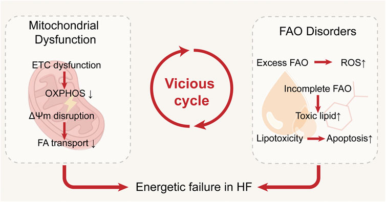 Diagram illustrating a vicious cycle between mitochondrial dysfunction and fatty acid oxidation (FAO) disorders. On the left, mitochondrial dysfunction leads to electron transport chain (ETC) dysfunction, decreased oxidative phosphorylation (OXPHOS), mitochondrial membrane potential disruption, and reduced fatty acid transport. On the right, FAO disorders involve excess FAO causing increased reactive oxygen species (ROS), incomplete FAO leading to toxic lipid accumulation, resulting in lipotoxicity and increased apoptosis. The cycle contributes to energetic failure in heart failure (HF). Red arrows indicate progression of disturbances.