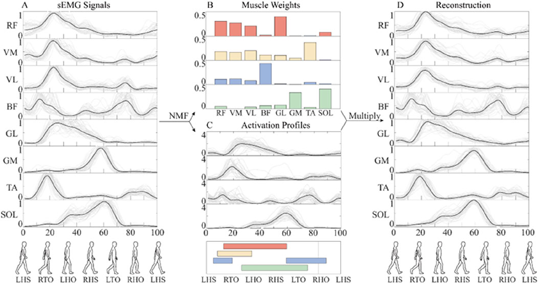 Graphical representation of muscle activity and weights during walking. Sections include: A) sEMG signals for RF, VM, VL, BF, GL, GM, TA, SOL muscles; B) Muscle weights in color-coded bars; C) Activation profiles; D) Reconstructed signals. Walking cycle images and phases (LHS, RTO, LHO, RHS, LTO, RHIO, LHS) are shown below graphs.