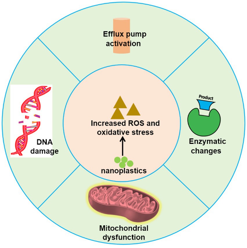 Diagram illustrating the impact of nanoplastics on cellular processes. The central circle shows increased reactive oxygen species (ROS) and oxidative stress caused by nanoplastics. Surrounding sections display effects: DNA damage with a broken DNA strand, enzymatic changes with a reaction arrow, efflux pump activation with a diagram of a pump, and mitochondrial dysfunction with a damaged mitochondrion.