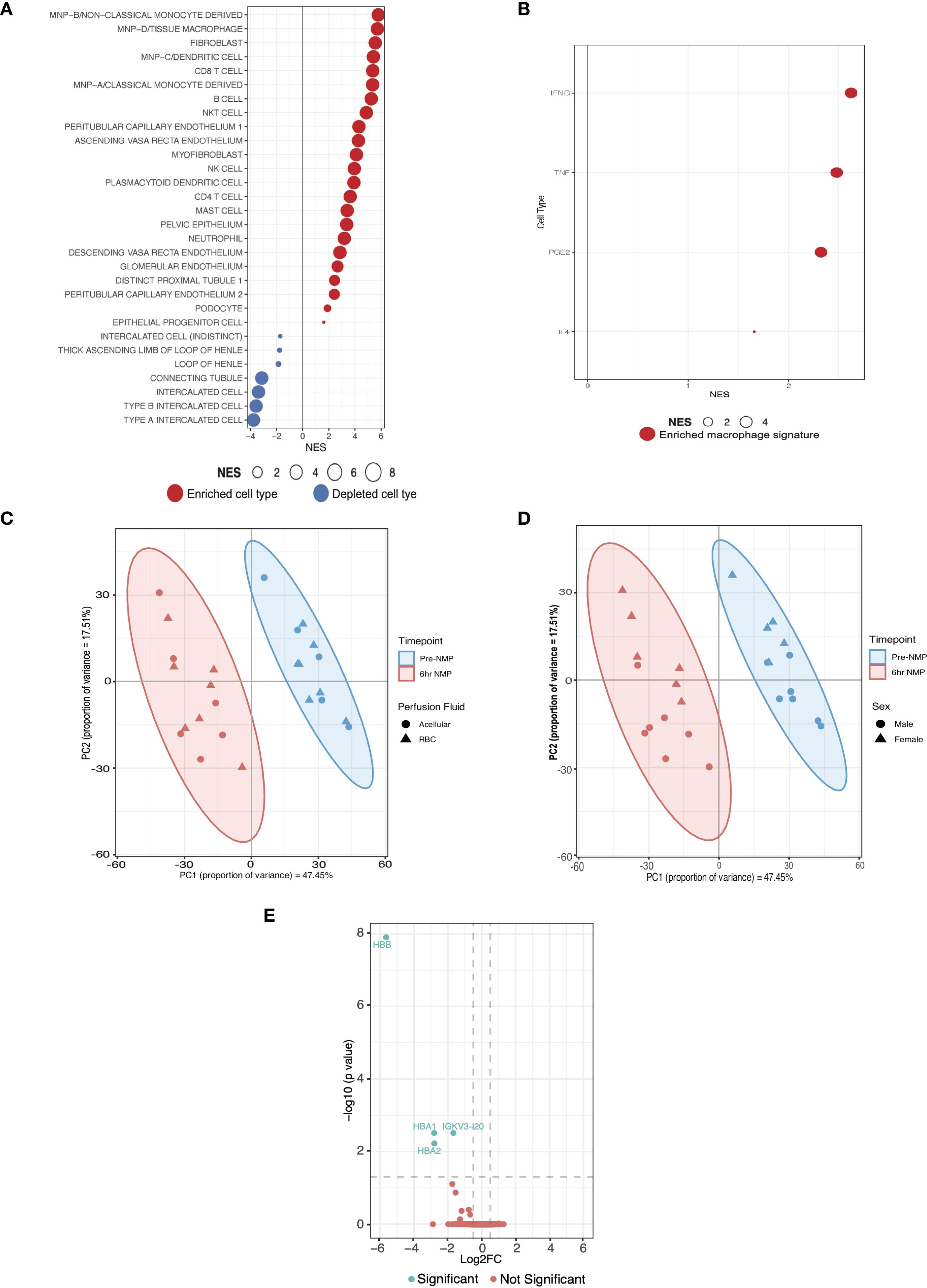 Panel A shows a dot plot of normalized enrichment scores (NES) for various cell types, with red dots indicating enriched cell types and blue for depleted ones. Panel B depicts a scatter plot of macrophage signatures against NES for different cytokines. Panel C presents a principal component analysis (PCA) with pre-NMP and 6hr NMP data, differentiated by perfusion fluid type. Panel D is another PCA with the same timepoints, distinguished by sex. Panel E is a volcano plot of Log2 fold change versus significance for gene expression, with significant genes in blue.