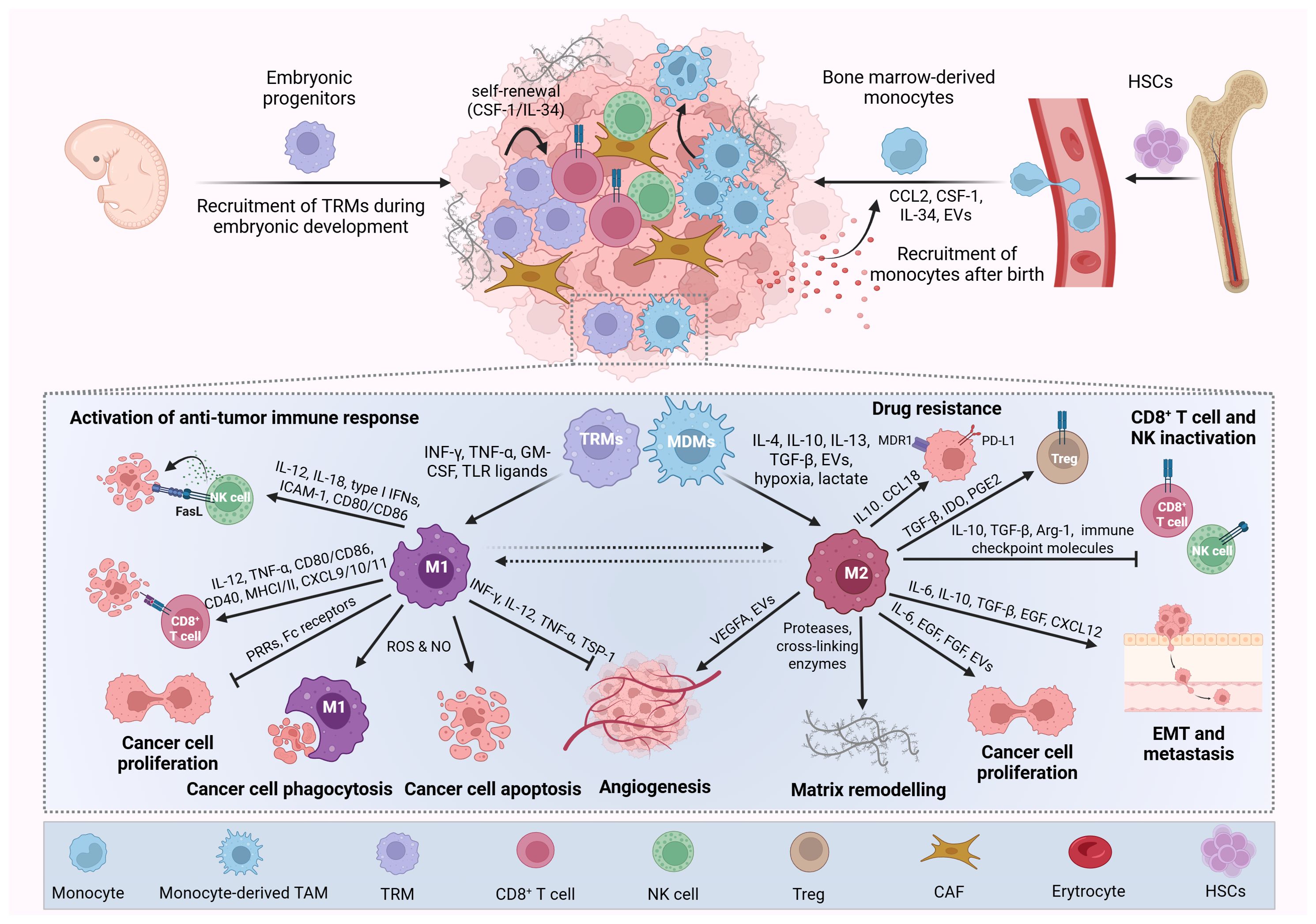 Diagram illustrating the recruitment and differentiation of immune cells. It shows embryonic progenitors and bone marrow-derived monocytes forming tissue-resident macrophages (TRMs) and monocyte-derived macrophages (MDMs). The bottom section highlights interactions in cancer, including activation of anti-tumor immune responses by M1 macrophages and drug resistance facilitated by M2 macrophages. Pathways for cancer cell proliferation, apoptosis, angiogenesis, and matrix remodeling are depicted, with roles of TRMs, MDMs, CD8+ T cells, and NK cells. Various cytokines and signaling molecules are labeled, illustrating complex immune interactions.