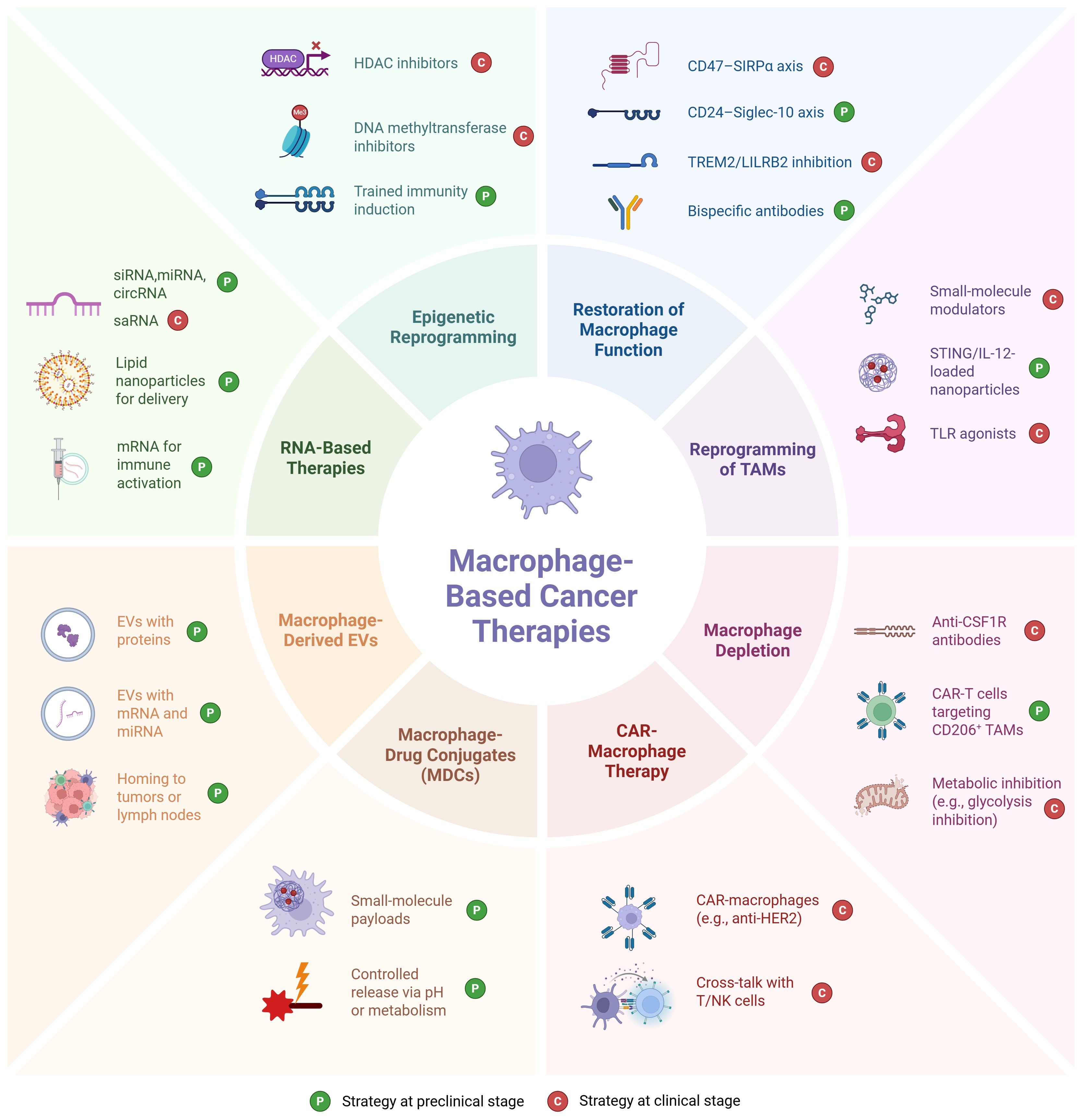 Diagram of macrophage-based cancer therapies divided into eight categories: Epigenetic Reprogramming, Restoration of Macrophage Function, Reprogramming of TAMs, Macrophage Depletion, CAR-Macrophage Therapy, Macrophage-Drug Conjugates, Macrophage-Derived EVs, and RNA-Based Therapies. Each category lists strategies at preclinical (green “P