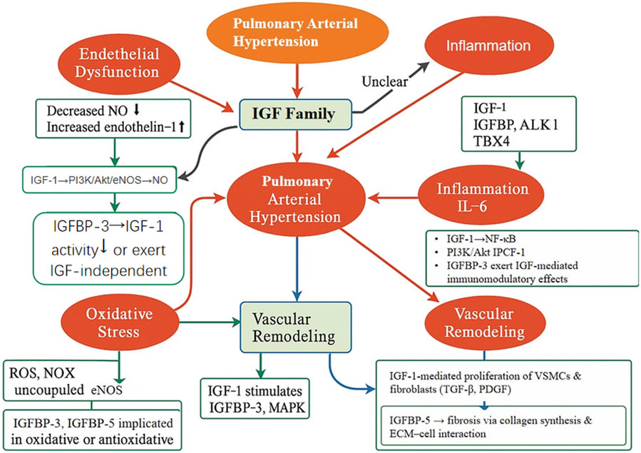Diagram illustrating the proposed mechanisms through which the IGF family regulates key pathological processes in pulmonary arterial hypertension (PAH). The figure highlights endothelial dysfunction, inflammation, oxidative stress, and vascular remodeling. IGF-1 enhances endothelial nitric oxide production via the PI3K/Akt/eNOS pathway and promotes vascular smooth muscle cell and fibroblast proliferation through TGF-β and PDGF signaling. IGFBP-3 and IGFBP-5 are shown to exert immunomodulatory and profibrotic effects, contributing to extracellular matrix accumulation and inflammation. The diagram integrates these pathways, depicting the IGF axis as a central regulator in PAH development.