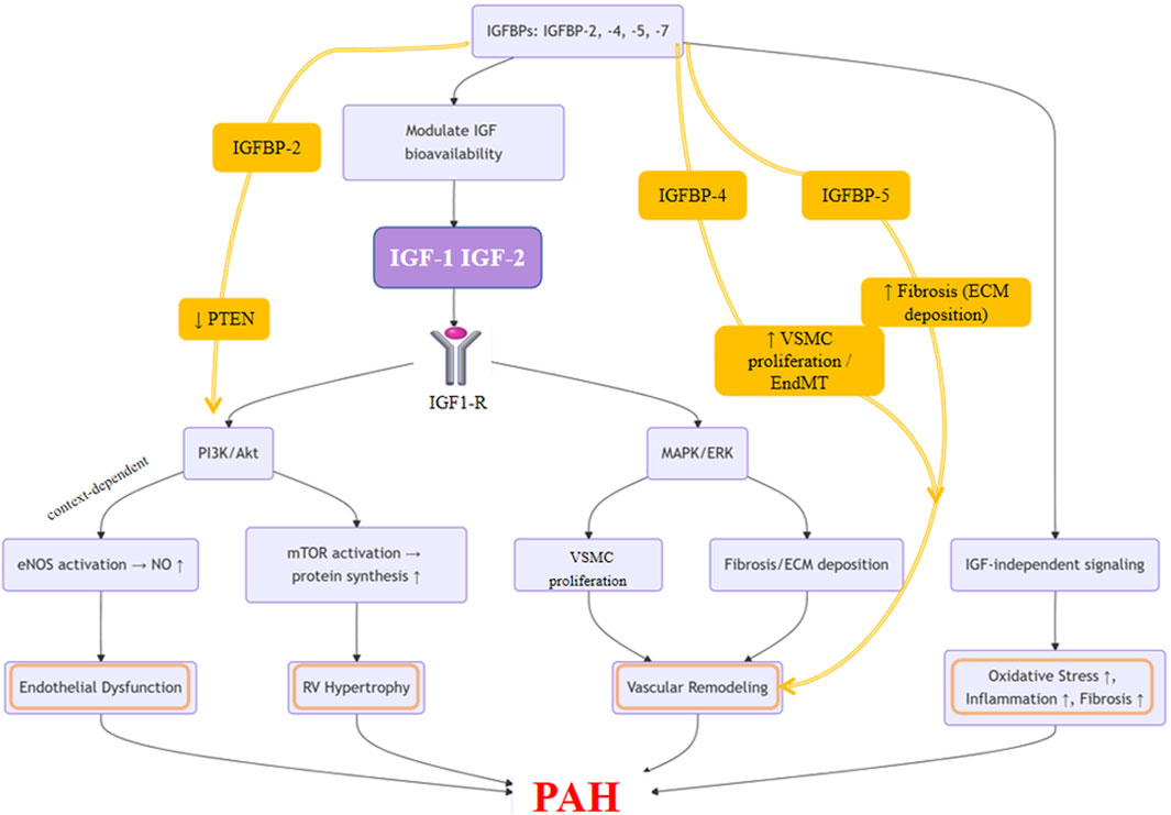 Diagram illustrating the integrated signaling network of the IGF family in pulmonary arterial hypertension (PAH). The figure shows that IGF-1 and IGF-2 bind to IGF-1R, activating PI3K/Akt and MAPK/ERK pathways. These cascades promote pulmonary artery smooth muscle cell proliferation, fibroblast activation, and extracellular matrix deposition, while enhancing nitric oxide production in endothelial cells. IGFBP-2 amplifies PI3K/Akt signaling via PTEN inhibition, IGFBP-4 promotes PASMC proliferation and endothelial-to-mesenchymal transition, and IGFBP-5 drives fibrosis. Crosstalk with inflammatory and oxidative pathways contributes to vascular remodeling, endothelial dysfunction, and disease progression.