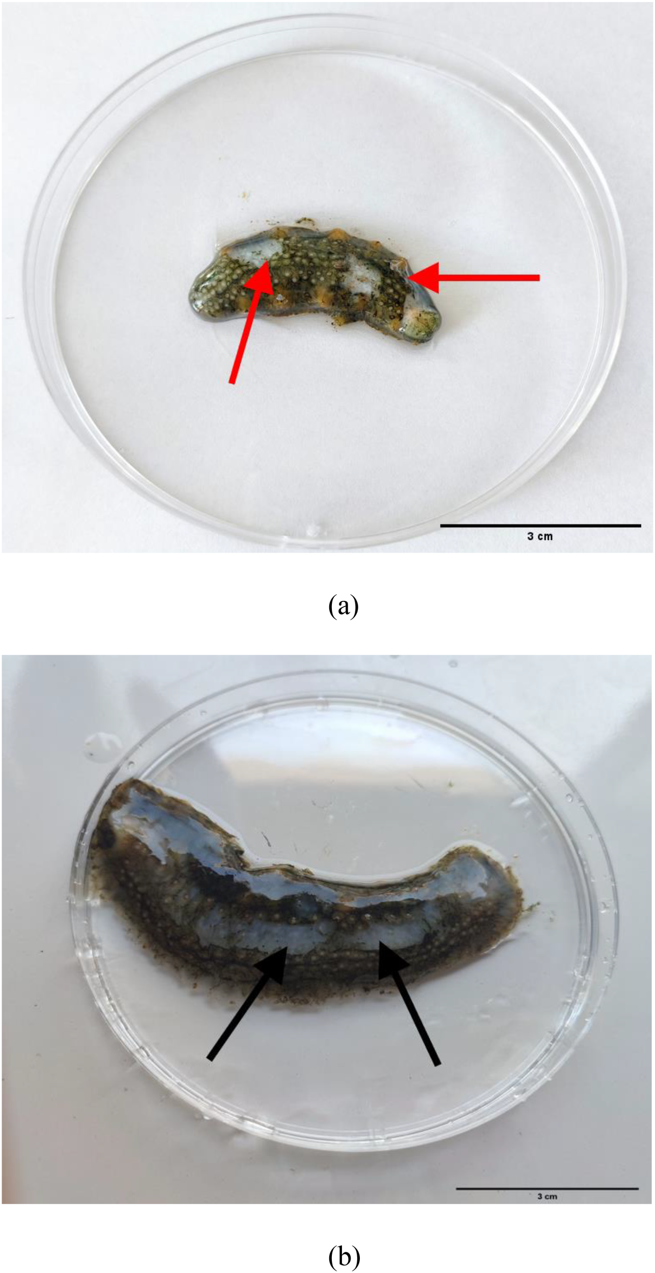 Clinical manifestations of Apostichopus japonicus naturally infected with P. leiognathi 10MKXP20 (A) and following experimental challenge (B); red arrows indicate lesions observed under natural conditions, black arrows denote signs specific to 10MKXP20 inoculation.