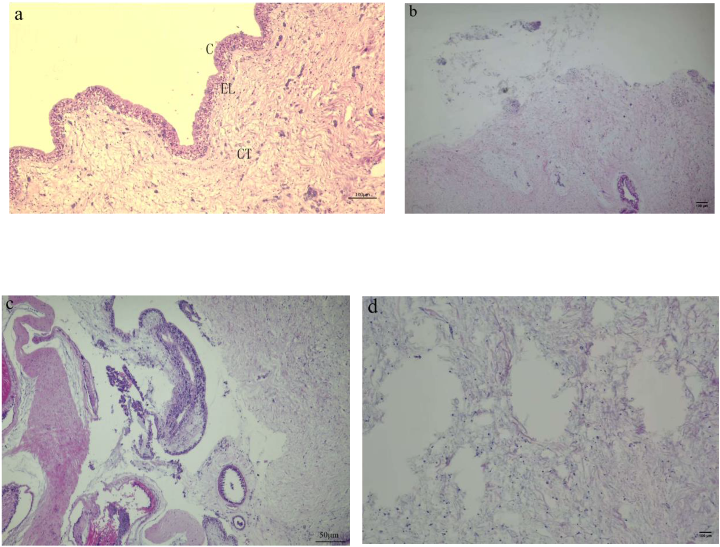 Panel a shows a histological image with distinct layers: C (keratinized layer), EL (epithelial layer), and CT (connective tissue). Panel b displays a less defined structure with sparse tissue elements. Panel c presents a detailed view with various cellular components and structures. Panel d shows an area with sparse, fibrous tissue and empty spaces, indicating tissue degradation. Each panel is labeled and magnified, providing a comparative view of different tissue conditions.