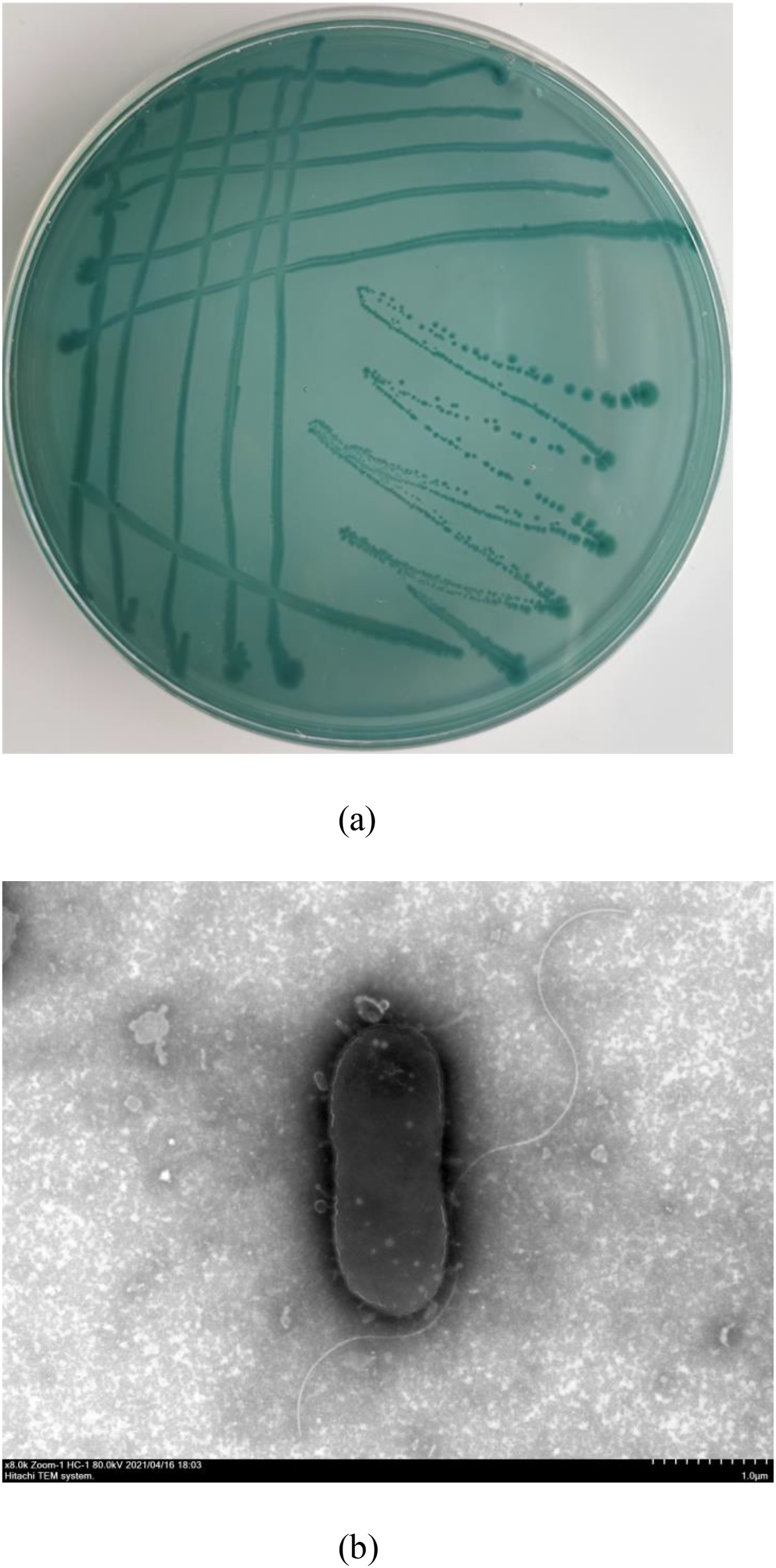 (a) Petri dish with a green-blue agar medium showing streaks of microbial growth. (b) Transmission electron micrograph of an oval-shaped bacterium with a visible flagellum on a textured background.