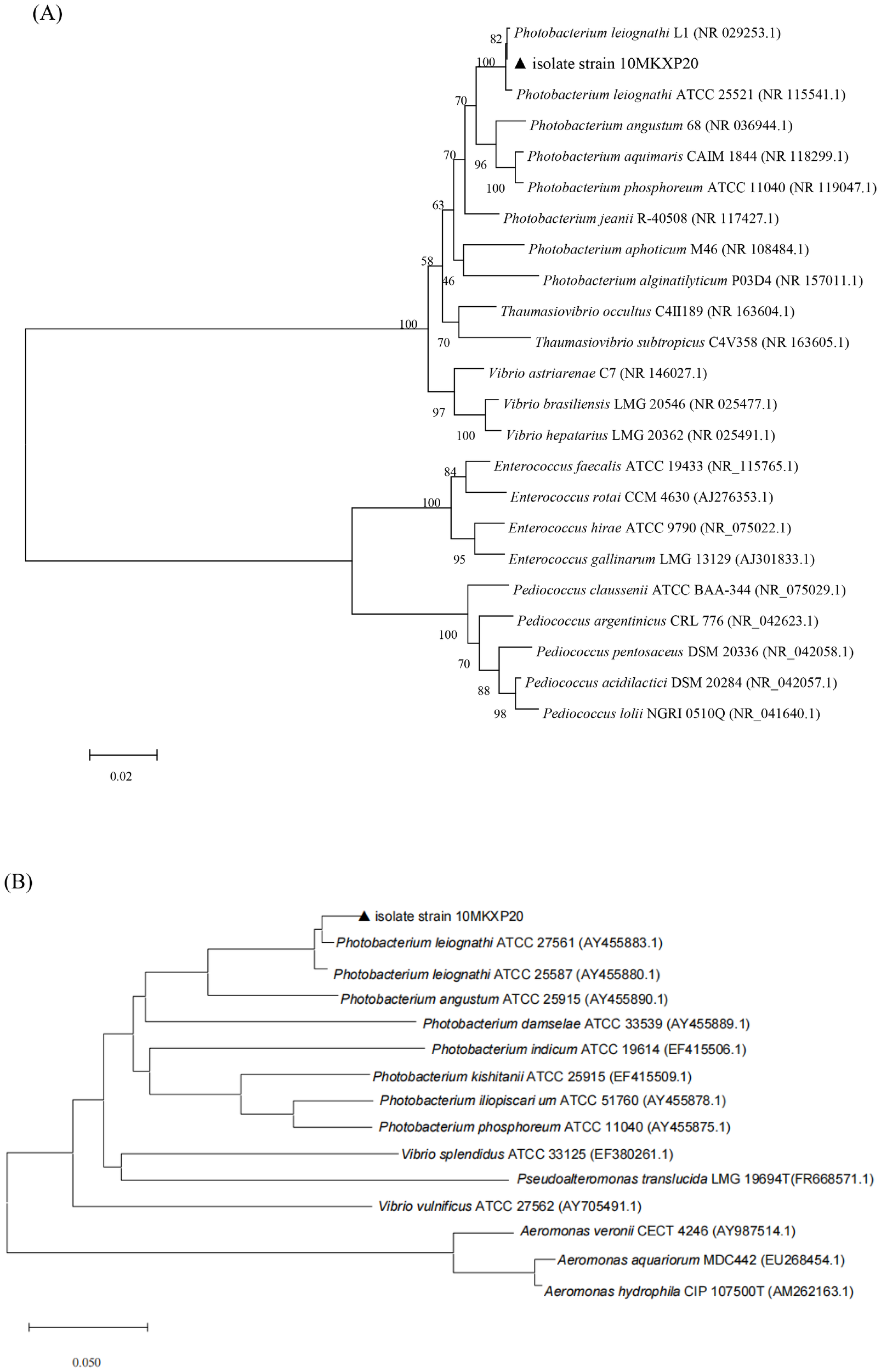 Phylogenetic trees labeled A and B display evolutionary relationships among bacterial strains. In both trees, the isolate strain 10MKXP20 is marked with a black triangle. Tree A includes Photobacterium, Vibrio, Enterococcus, and Pediococcus species, with bootstrap values at nodes. Tree B highlights Photobacterium and Aeromonas species. Each branch includes strain identifiers and accession numbers. Scale bars indicate genetic distance.