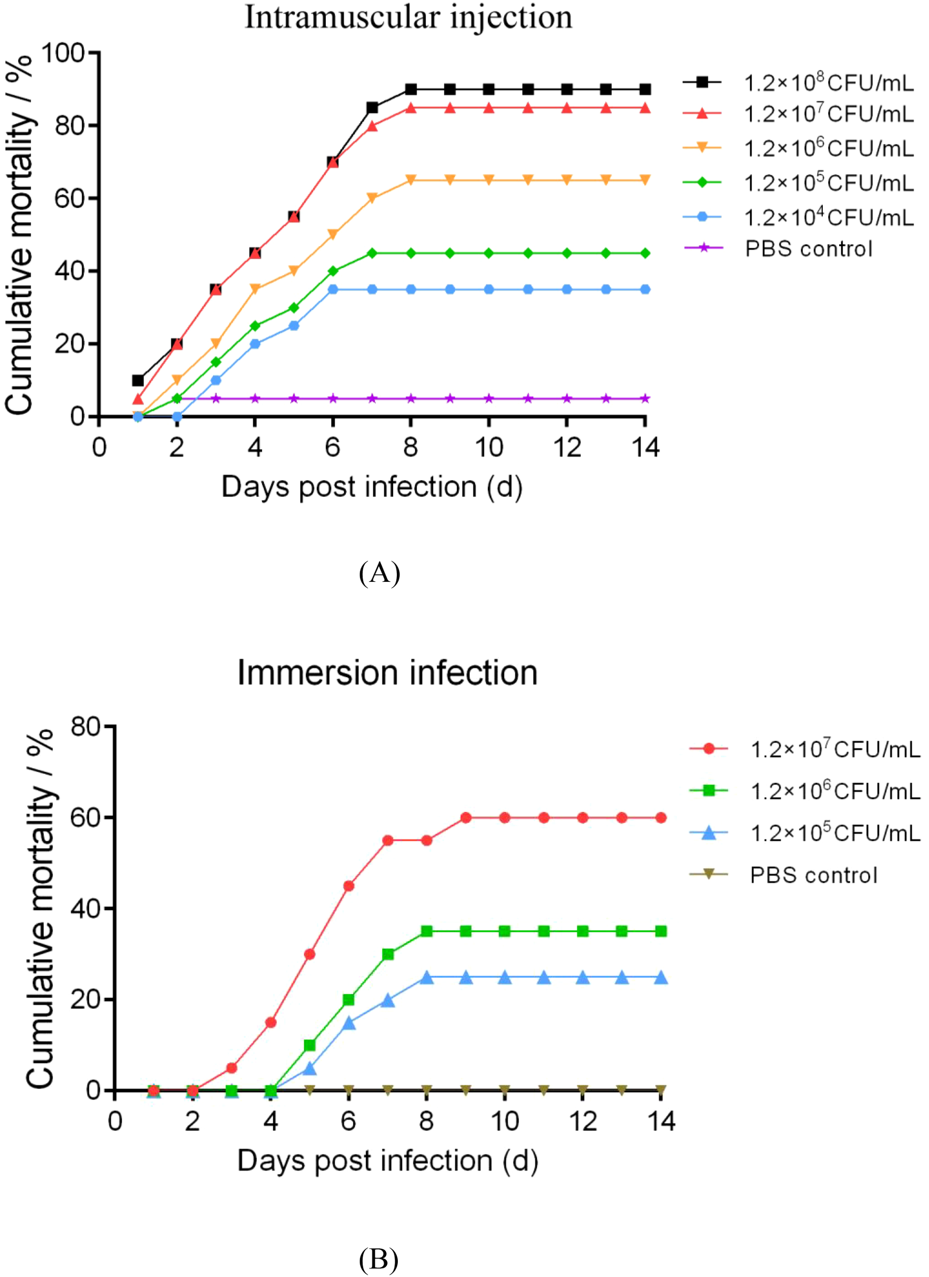 Two line graphs show cumulative mortality percentages over 14 days post-infection. Graph (A) depicts intramuscular infection with various CFU/mL concentrations, showing increasing mortality with higher concentrations and a steady control group at zero. Graph (B) illustrates immersion infection, showing a similar trend with varying CFU/mL concentrations, where mortality increases with higher dosages and the control group remains at zero.