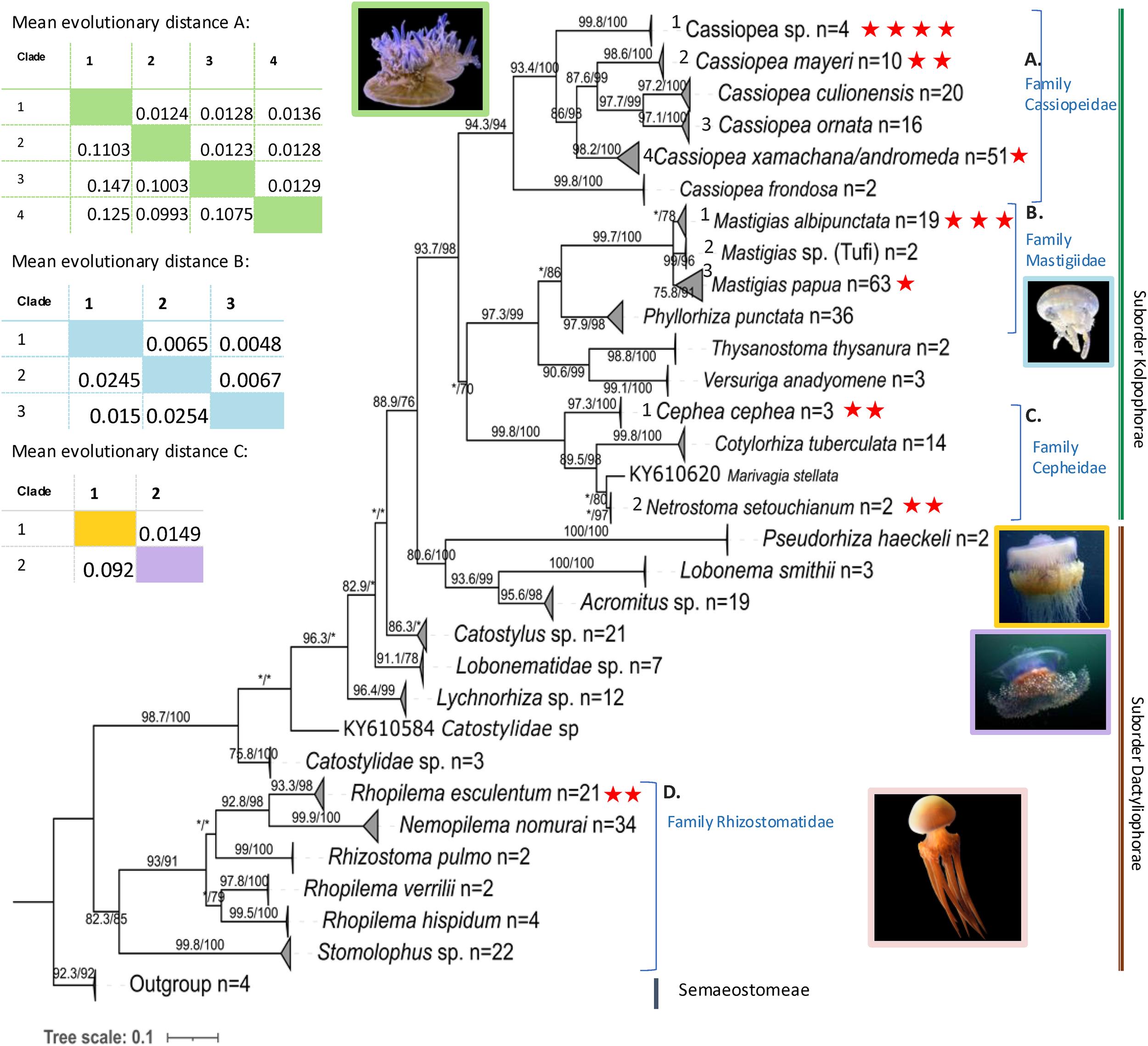 Phylogenetic tree illustrating evolutionary relationships among rhizostome jellyfish species based on mitochondrial 16S rRNA sequences. Major clades are shown and labeled, with representative jellyfish images placed next to corresponding groups. Red star symbols indicate specimens sequenced in this study, while additional sequences from public databases and outgroup species are included for comparison. A scale bar indicates genetic distance.