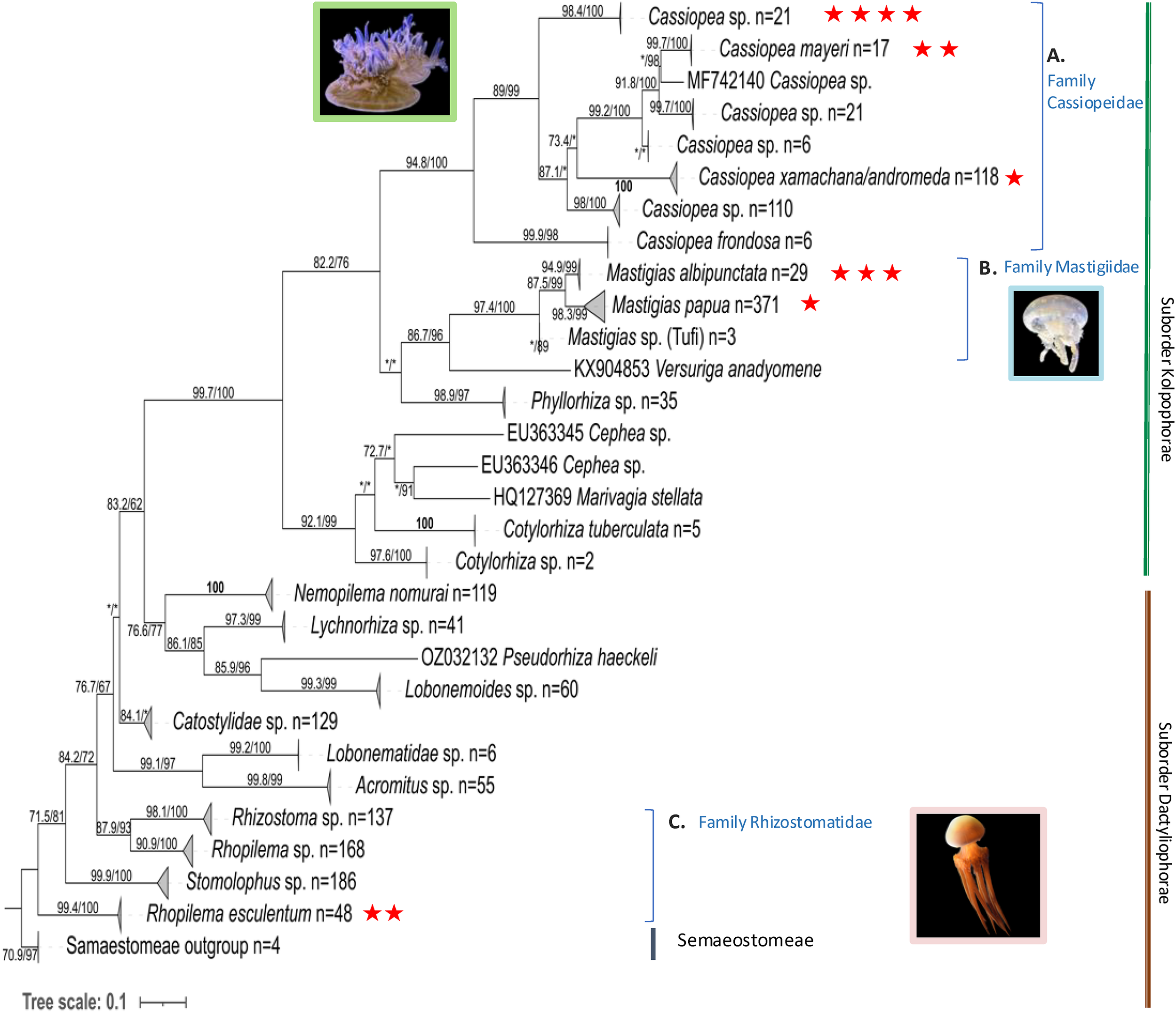 Phylogenetic tree showing relationships among rhizostome jellyfish species based on mitochondrial COI sequences. Samples generated in this study are indicated with red stars, alongside reference sequences and outgroup taxa. Major family-level groupings are shown, with representative jellyfish images placed next to corresponding clades. Branch lengths reflect genetic divergence.