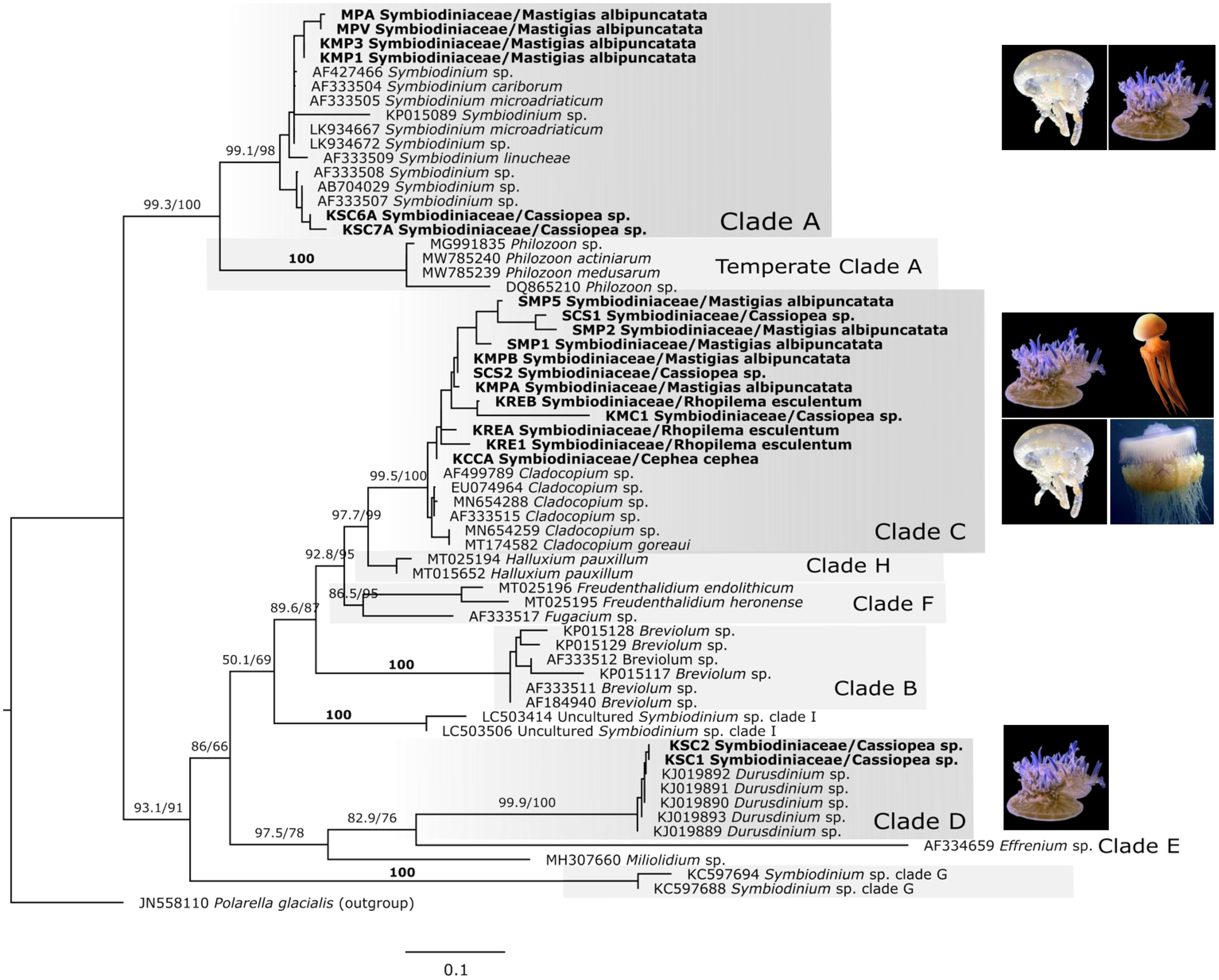 Phylogenetic tree illustrating relationships among symbiotic dinoflagellates (Symbiodiniaceae) based on ITS2 sequence data. The tree includes sequences obtained from jellyfish in this study and reference sequences from public databases, with an outgroup used for comparison. Major clades are labeled, and samples from this study are highlighted.