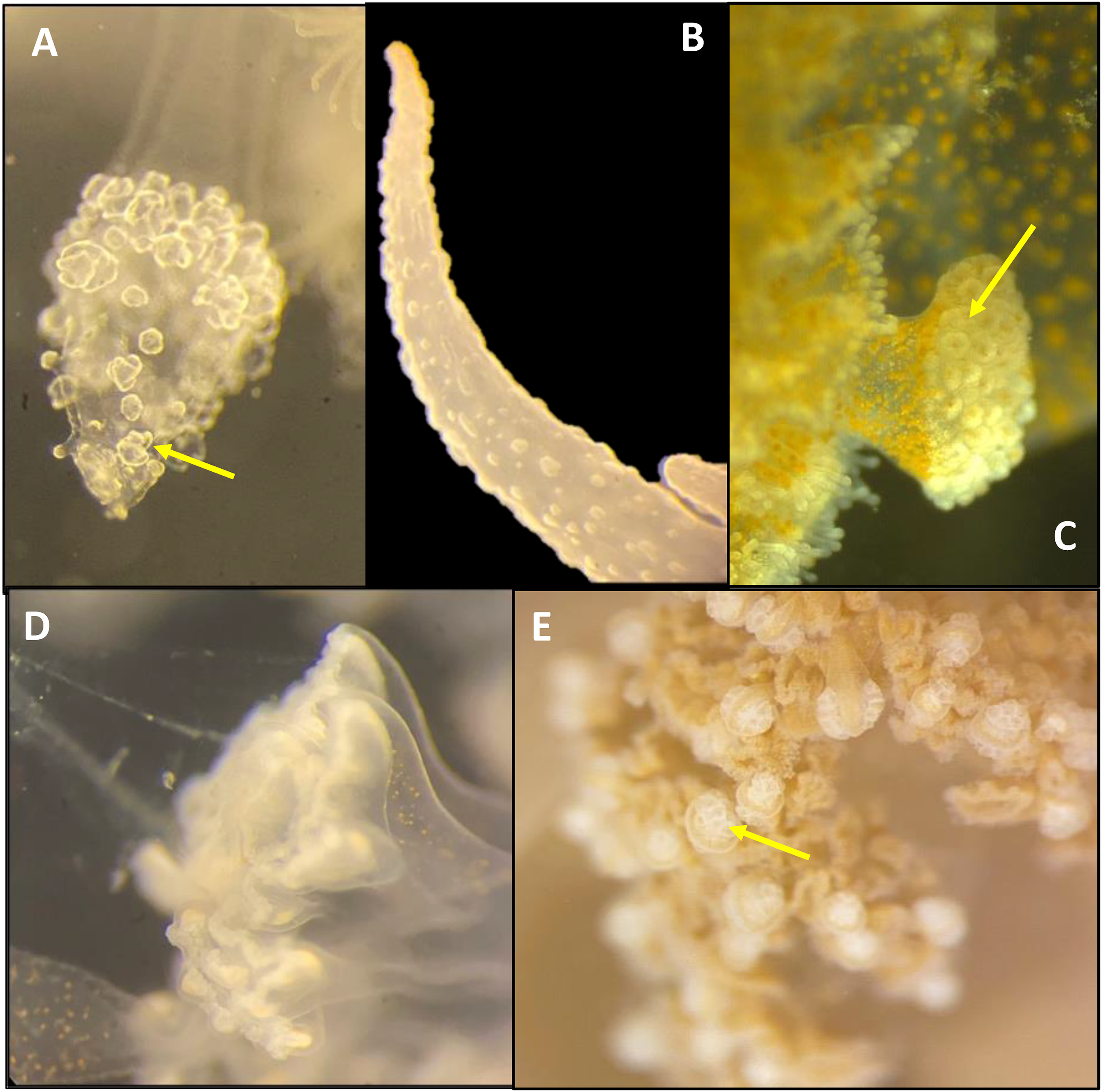Stereo microscope images of jellyfish oral arms from multiple rhizostome species. Panels compare the presence or absence of cassiosome nests across taxa and developmental stages. Arrows indicate cassiosome structures where present, highlighting interspecific and developmental differences.