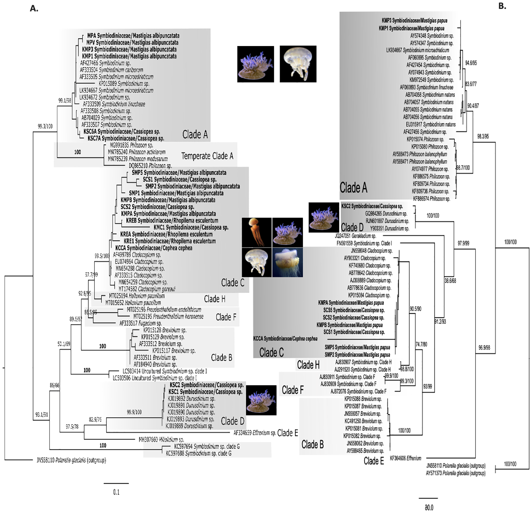 Comparison of two phylogenetic trees showing relationships among symbiotic dinoflagellates based on different genetic regions. One tree is inferred from ITS2 data and the other from 28S rRNA data. Samples from this study are highlighted, and major clades corresponding to recognized symbiodiniacean lineages are labeled. Representative jellyfish images are shown alongside clades.