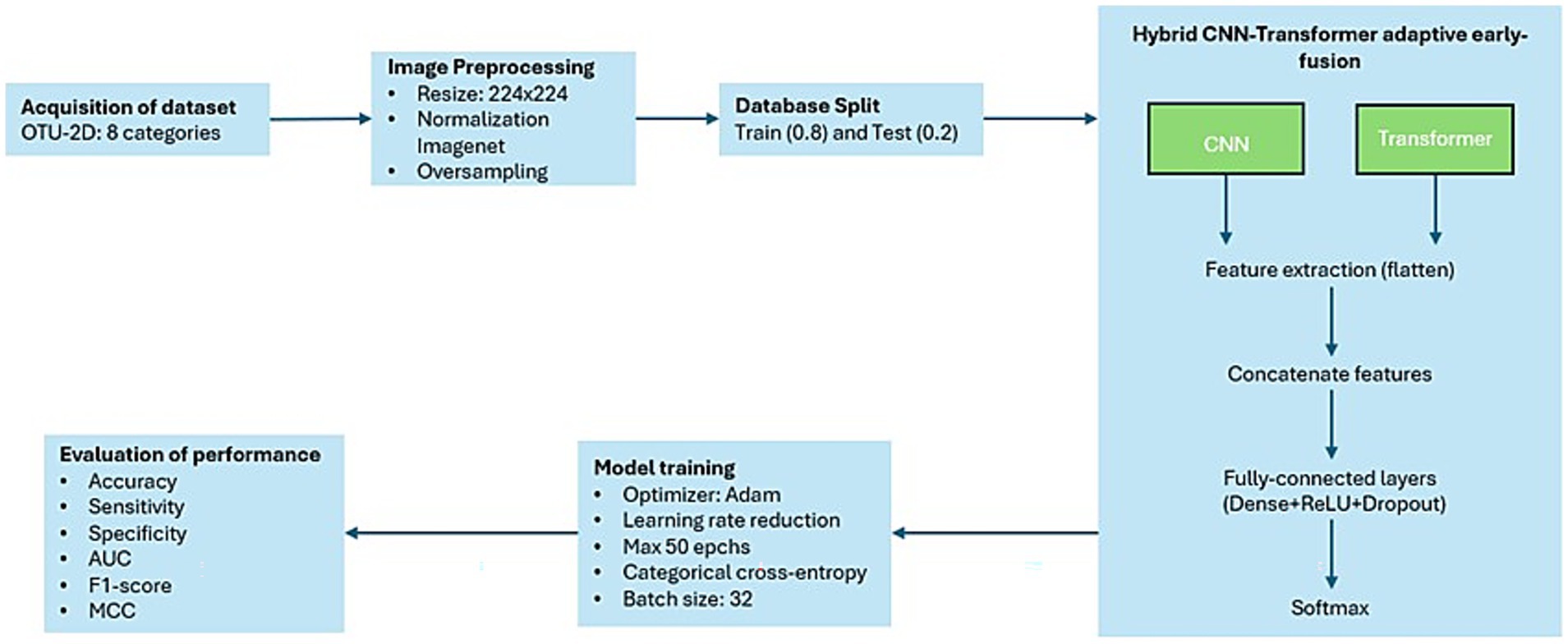 Flowchart detailing a hybrid CNN-Transformer model process. It starts with dataset acquisition (OTU-2D: 8 categories), followed by image preprocessing including resizing, normalization, and oversampling. The dataset is then split into 80% training and 20% testing. The hybrid model combines CNN and Transformer for feature extraction, concatenation, and uses fully-connected layers with Dense, ReLU, and Dropout, ending with softmax for classification. Performance evaluation metrics include accuracy, sensitivity, specificity, AUC, F1-score, and MCC. Model training utilizes Adam optimizer, learning rate reduction, with up to 50 epochs and a batch size of 32.