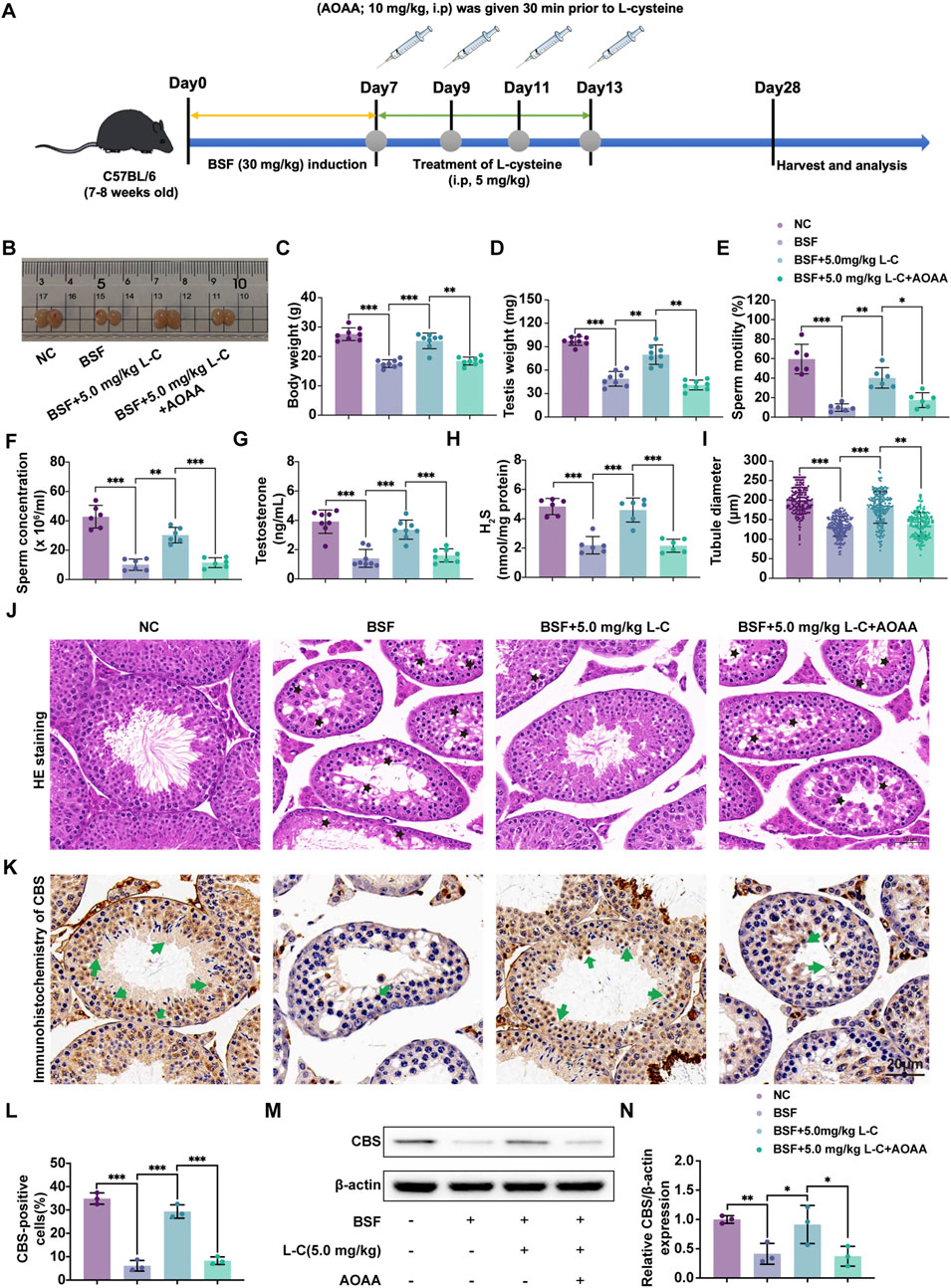 Scientific illustration showing a study on the effects of L-cysteine on mice. Panel A shows the experimental timeline for 28 days, indicating treatment days with injections. Panel B illustrates macroscopic testis images for different groups. Panels C to I display bar graphs comparing body weight, testis weight, sperm motility, concentration, testosterone levels, sulfide levels, and tubule diameter across different treatments. Panels J and K show histological and immunohistochemical staining results. Panel L includes a graph of CBS-positive cell percentages. Panel M presents Western blot results, and panel N shows a bar graph of CBS/ß-actin expression ratios. Statistical significance is denoted by asterisks.