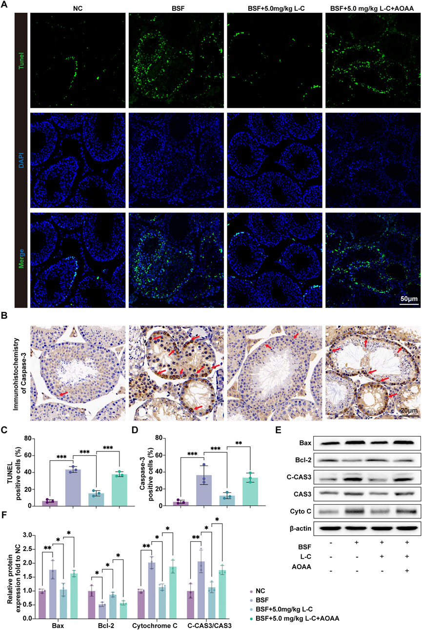 Panel A shows fluorescent images of tissue samples stained for TUNEL (green), DAPI (blue), and merged. Samples include NC, BSF, BSF plus 5.0 mg/kg L-C, and BSF plus 5.0 mg/kg L-C plus AOAA, scale 50 micrometers. Panel B shows immunohistochemistry for Caspase-3 with arrow annotations, scale 20 micrometers. Panels C and D are bar graphs showing percentages of TUNEL and Caspase-3 positive cells respectively, with significant differences marked. Panel E presents Western blot images for Bax, Bcl-2, C-CAS3, CAS3, Cyto C, and β-actin. Panel F is a bar graph of relative protein expression across different conditions with significant differences noted.
