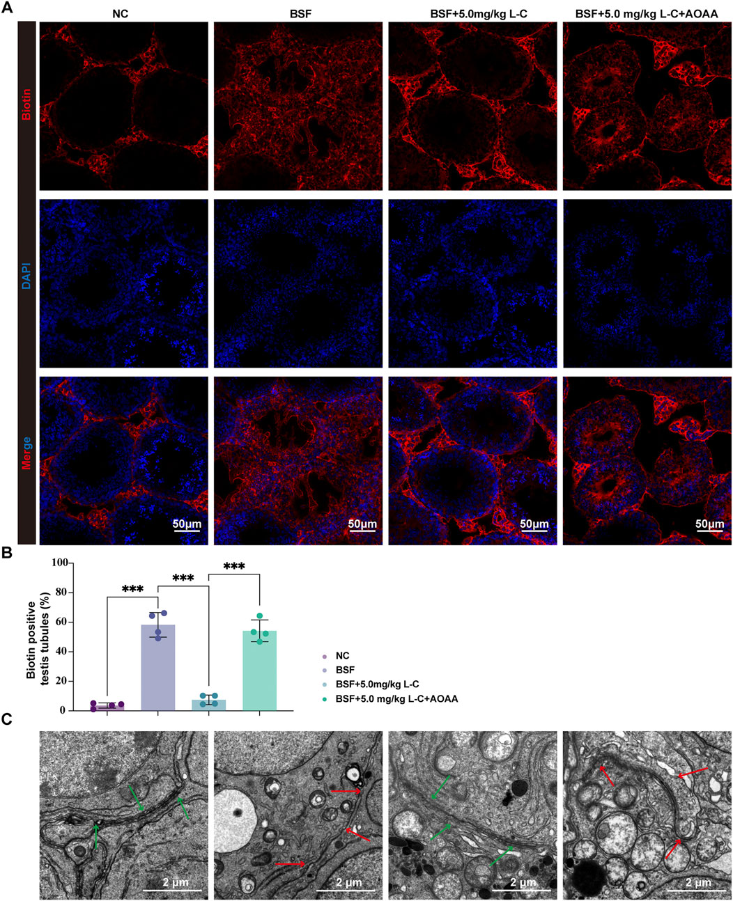 A set of images displays experimental results. Panel A shows four sets of immunofluorescence microscopy images of testis tissues under different conditions (NC, BSF, BSF+5.0 mg/kg L-C, BSF+5.0 mg/kg L-C+AOAA), highlighting biotin (red) and DAPI (blue) staining with merged images below. Panel B features a bar graph indicating the percentage of biotin-positive testis tubules for each treatment group, with statistical significance marked by asterisks. Panel C includes four transmission electron microscopy images of testis tissues with annotations, showing cellular structures and measurements at a 2-micrometer scale.
