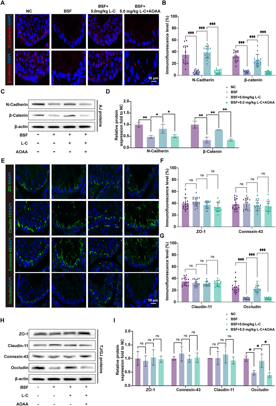 Composite image showing experimental results. Panels A and E contain immunofluorescence staining images displaying N-Cadherin, β-Catenin, ZO-1, Claudin-11, Connexin-43, and Occludin with DAPI-stained nuclei. Panels B, D, F, and G display bar graphs of immunofluorescence levels and relative protein expression. Panel C and H show Western blot results for N-Cadherin, β-Catenin, ZO-1, Claudin-11, Connexin-43, and Occludin. Statistical significance is indicated by asterisks. Scale bar is 10 micrometers.