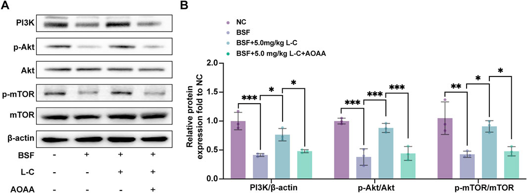 Gel electrophoresis results and a bar graph comparing protein expression levels. Section A shows bands for PI3K, p-Akt, Akt, p-mTOR, mTOR, and β-actin under different conditions. Section B presents a bar graph with relative protein expression levels for PI3K/β-actin, p-Akt/Akt, and p-mTOR/mTOR, indicating statistical significance across groups marked by asterisks. Color-coded bars represent NC, BSF, BSF+5.0 mg/kg L-C, and BSF+5.0 mg/kg L-C+AOAA treatments.