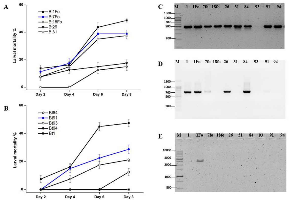 Graphs A and B depict larval mortality percentages over 8 days for different Bt strains, showing varying mortality increases. Images C, D, and E display gel electrophoresis results for these strains, with DNA bands visible across different lanes. Molecular markers (M) indicate band sizes for comparison.