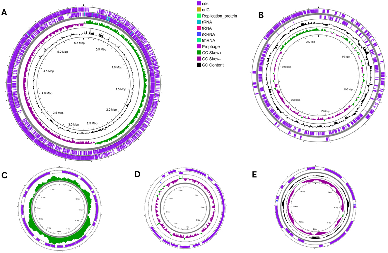 Circular genome maps labeled A to E, displaying various genomic features. Color-coded key indicates features such as coding sequences (cds), origin of replication (oriC), different RNA types, prophage regions, GC skew, and GC content. Each map shows data in concentric rings.
