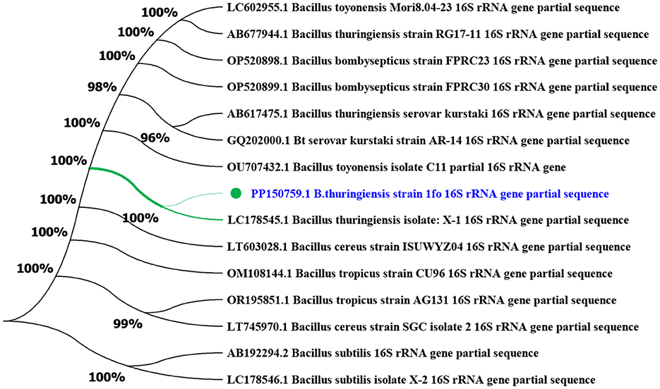 Phylogenetic tree illustrating relationships between Bacillus species based on 16S rRNA gene sequences. It shows percentage support for each branch. A highlighted branch indicates “B. thuringiensis strain 1f0 16S rRNA gene partial sequence” with high support values.