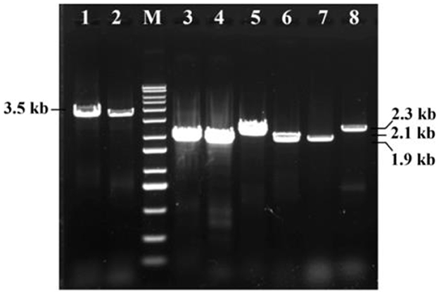 Gel electrophoresis showing DNA bands in different lanes labeled 1 to 8, with lane M as the marker. Clear bands are visible at 3.5 kilobases, 2.3 kilobases, 2.1 kilobases, and 1.9 kilobases, indicating DNA size.