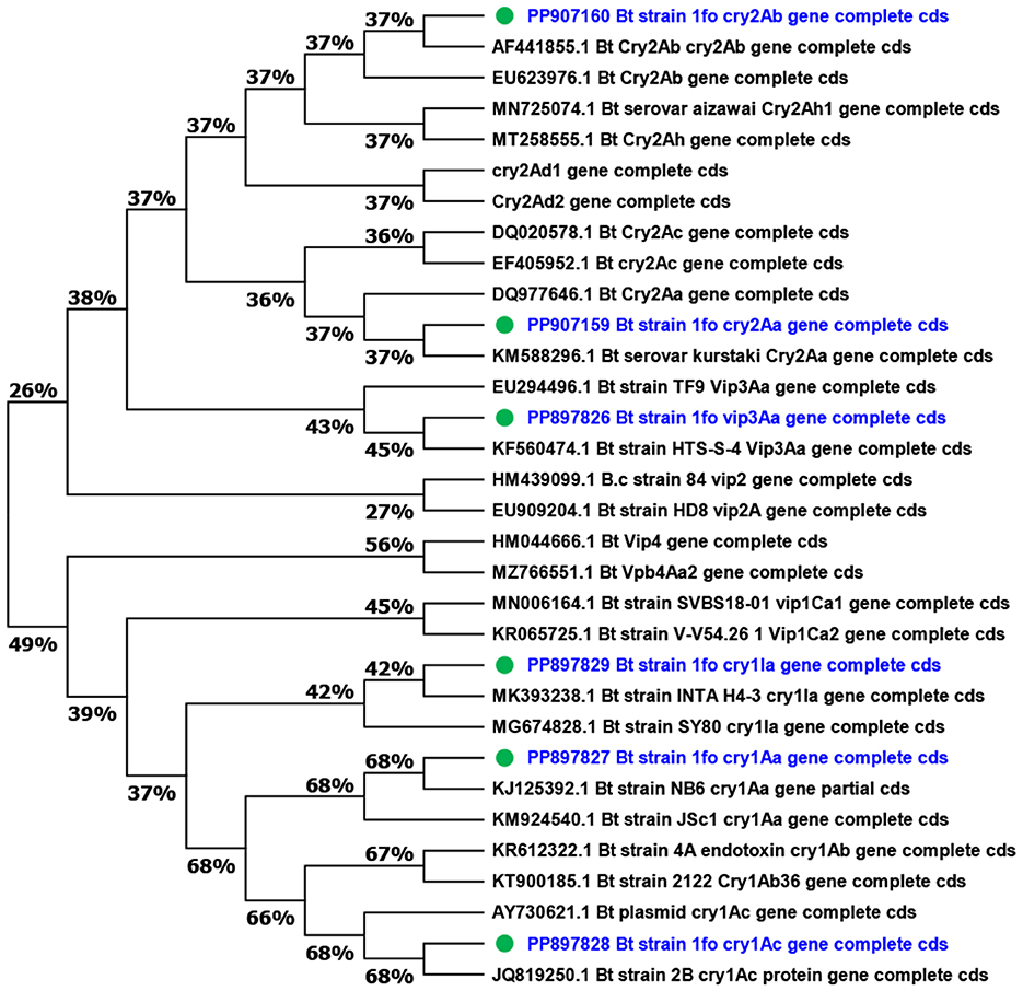 Phylogenetic tree diagram displaying evolutionary relationships among various Bacillus thuringiensis strains and gene segments, annotated with sequence codes and percentage similarity values. Highlighted nodes represent specific strains (PP907160, PP907159, PP898726, PP898729, PP898727, PP898728) with their gene descriptor details noted in blue.
