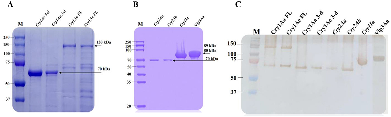 A three-panel image shows protein gel electrophoresis results. Panel A displays protein bands with markers labeled from 37 to 250 kDa, highlighting bands at 130 and 70 kDa. Panel B shows similar markers with visible bands at 89 and 70 kDa. Panel C presents bands against a lighter background, with markers up to 150 kDa. Each panel includes labeled lanes such as Cry1Aa, Cry1Ac, Cry2Ab, and Vip3Aa.