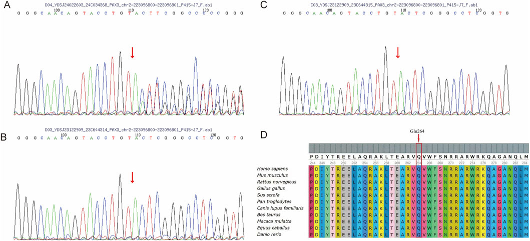 DNA sequencing chromatograms labeled A, B, and C show colored peak patterns, each marked with a red arrow. Part D displays a protein alignment comparing sequences from various species, highlighting amino acid position Gln264 with an arrow.