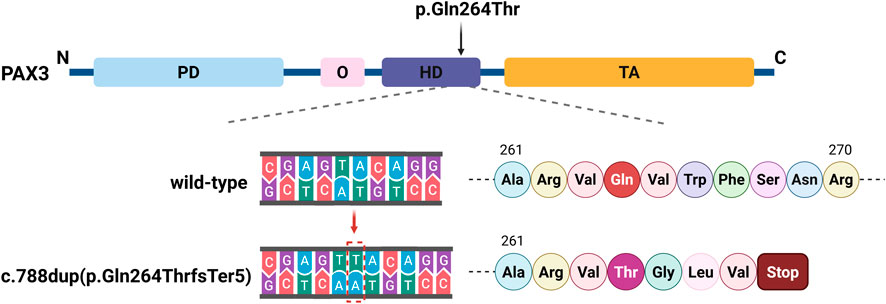 Diagram showing the PAX3 protein structure with domains labeled as PD, O, HD, and TA. An arrow indicates a mutation at p.Gln264Thr. Below, the wild-type DNA sequence and corresponding amino acids (Ala to Arg) are depicted. A mutation, c.788dup, shifts the sequence, resulting in a frameshift from Gln to Thr, then Gly, Leu, Val, and Stop.