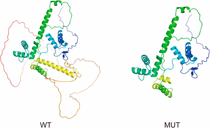Comparison of two protein structures labeled WT (wild type) and MUT (mutant). Both structures display various colored helices and loops, with MUT showing a simplified form, lacking some loop formations seen in WT.