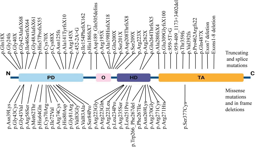Diagram of protein domains labeled PD, O, HD, and TA, showing various mutations. Truncating and splice mutations are indicated above, while missense mutations and in-frame deletions are shown below. Each mutation is annotated with its specific name.