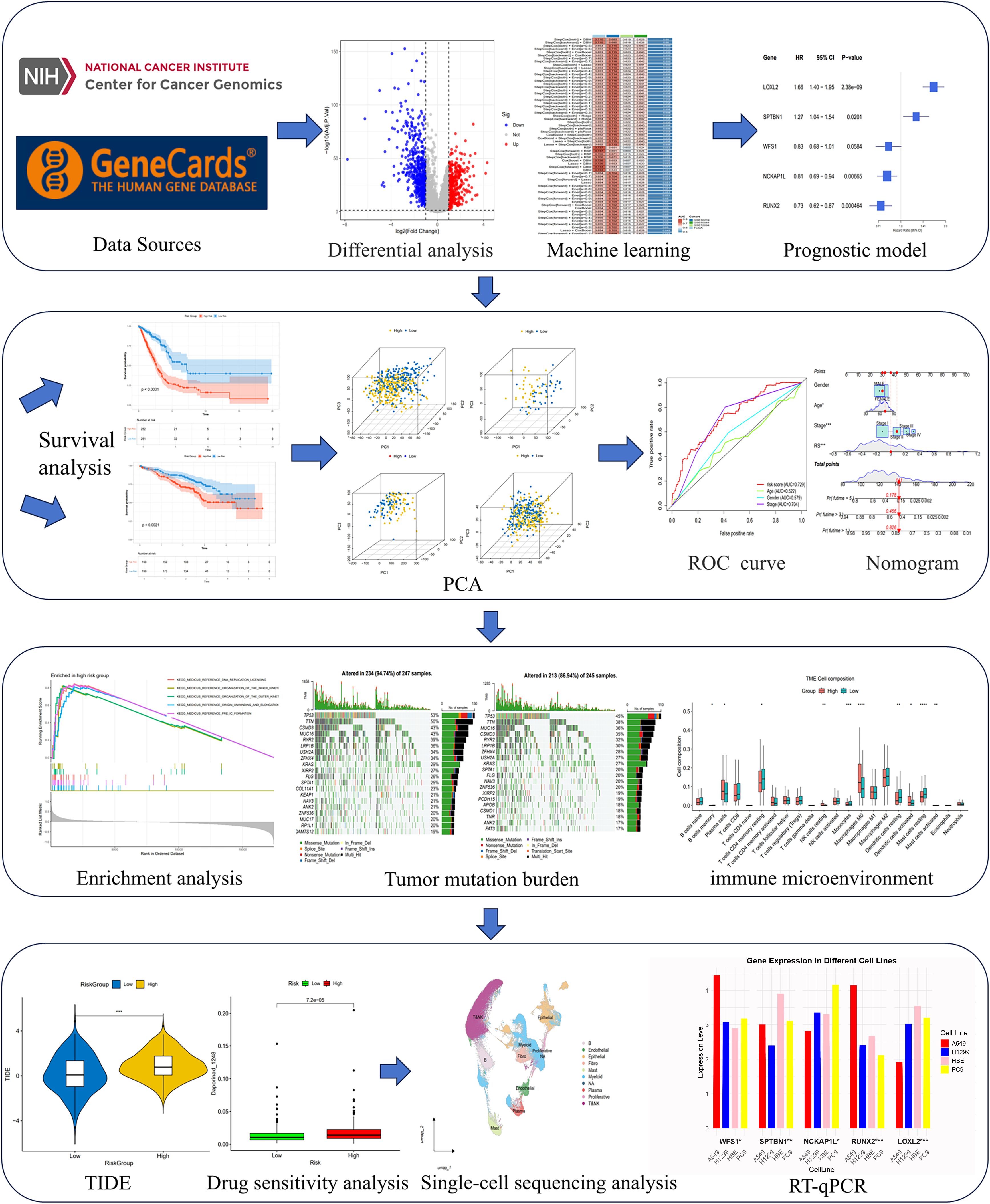 Flowchart depicting cancer genomics analysis. It starts with data sources from NIH and GeneCards, followed by differential analysis, machine learning, and a prognostic model. It continues with survival analysis, PCA, and ROC curve leading to a nomogram. Enrichment analysis, tumor mutation burden, and immune microenvironment follow. Finally, it includes TIDE, drug sensitivity analysis, single-cell sequencing analysis, and RT-qPCR.