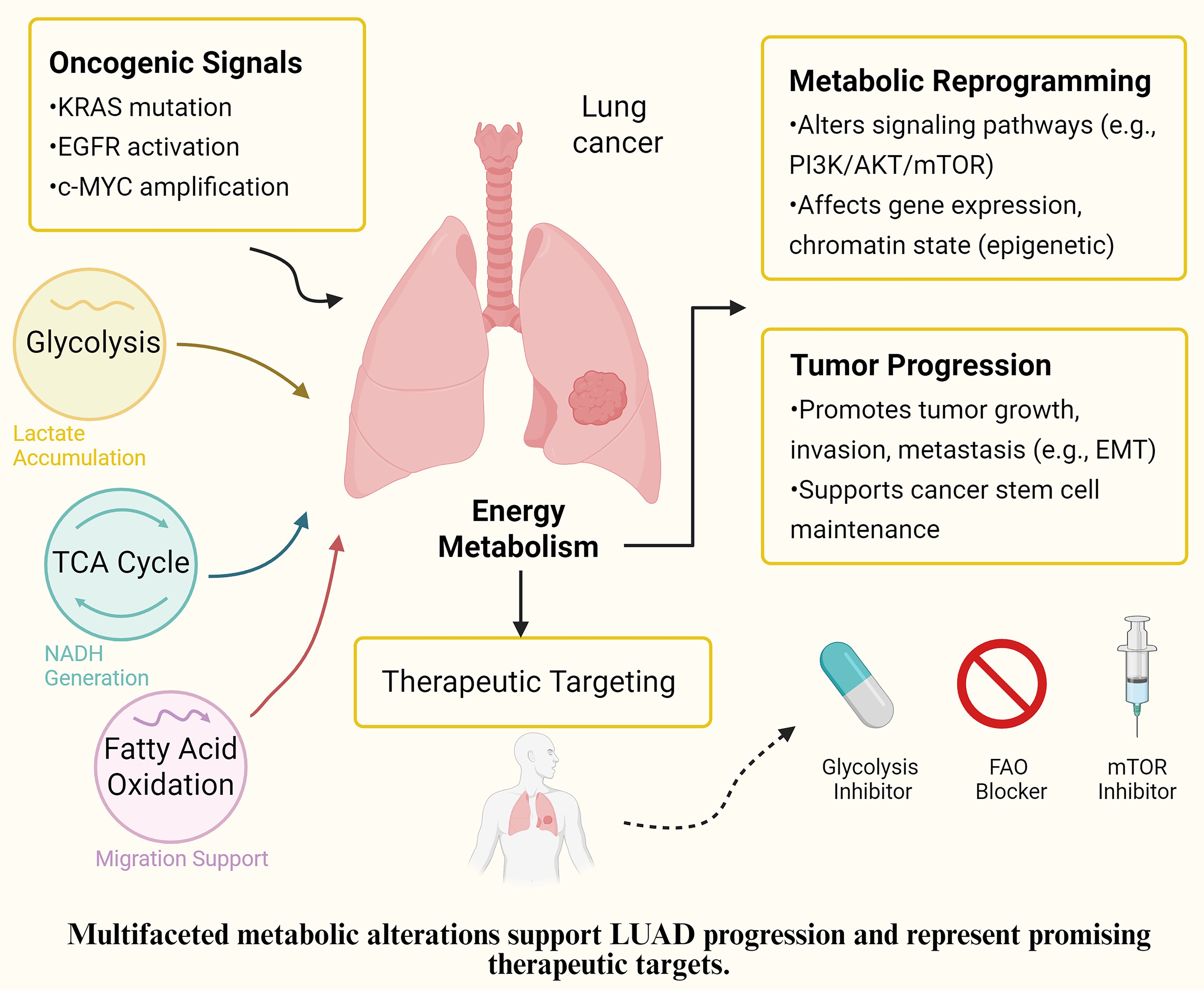Diagram depicting the energy metabolism pathways in lung cancer, linking oncogenic signals like KRAS mutations, EGFR activation, and c-MYC amplification to metabolic reprogramming and tumor progression. It illustrates glycolysis, TCA cycle, and fatty acid oxidation pathways with therapeutic targets, such as glycolysis inhibitors, FAO blockers, and mTOR inhibitors. The diagram highlights alterations in signaling pathways and aspects like gene expression and promotes tumor growth, invasion, and maintenance of cancer stem cells. Text emphasizes that these metabolic alterations support LUAD progression and present therapeutic targets.