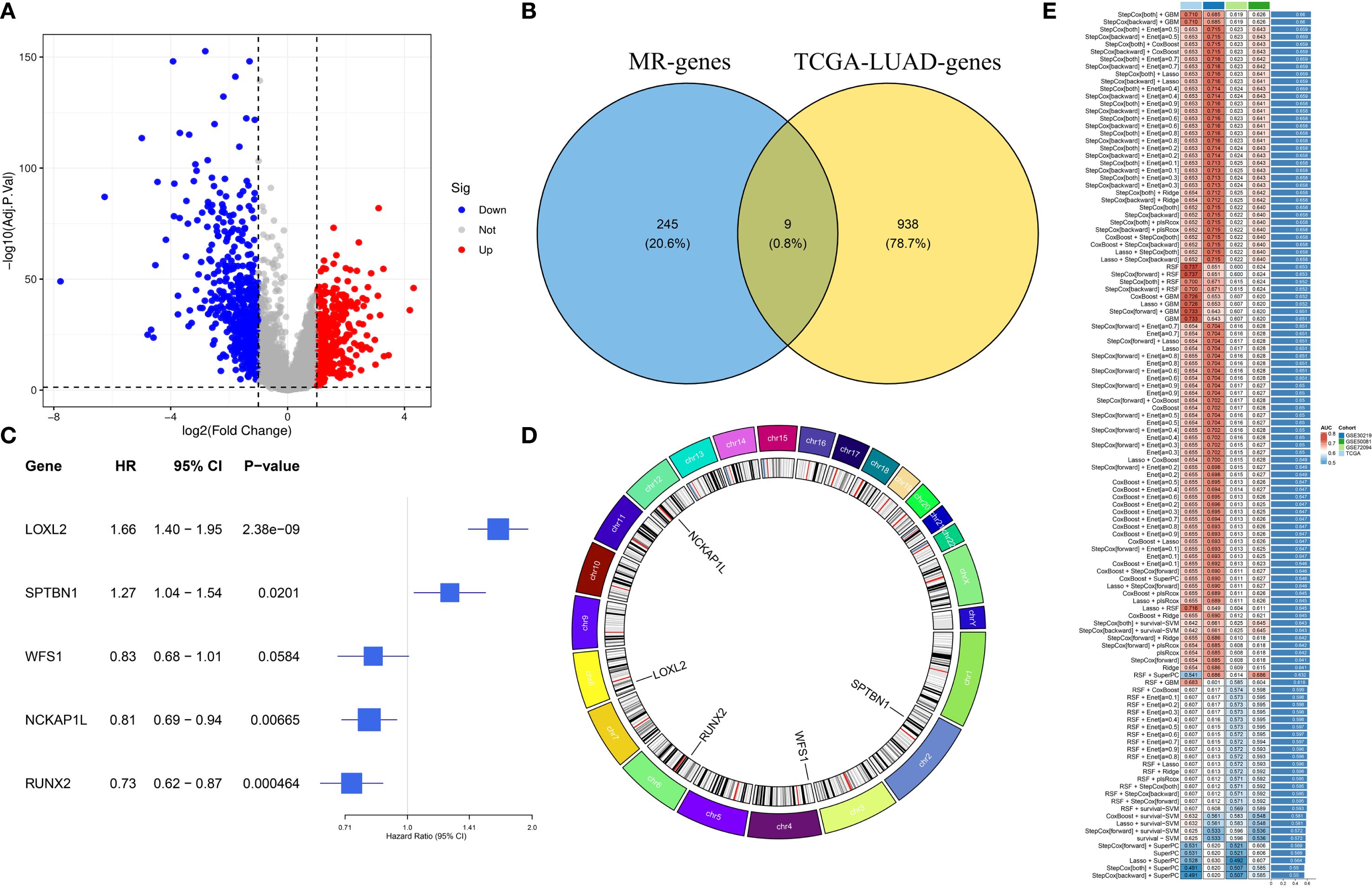 A set of scientific visualizations related to gene research: A) A volcano plot shows upregulated and downregulated genes with significance in blue and red dots. B) A Venn diagram indicates overlap between MR-genes and TCGA-LUAD-genes, with nine shared genes. C) A forest plot displays hazard ratios, confidence intervals, and P-values for genes like LOXL2 and SPTBN1. D) A circular chromosome map identifies genes and their locations. E) A heatmap presents AUC values for various models, with different colors indicating performance metrics.