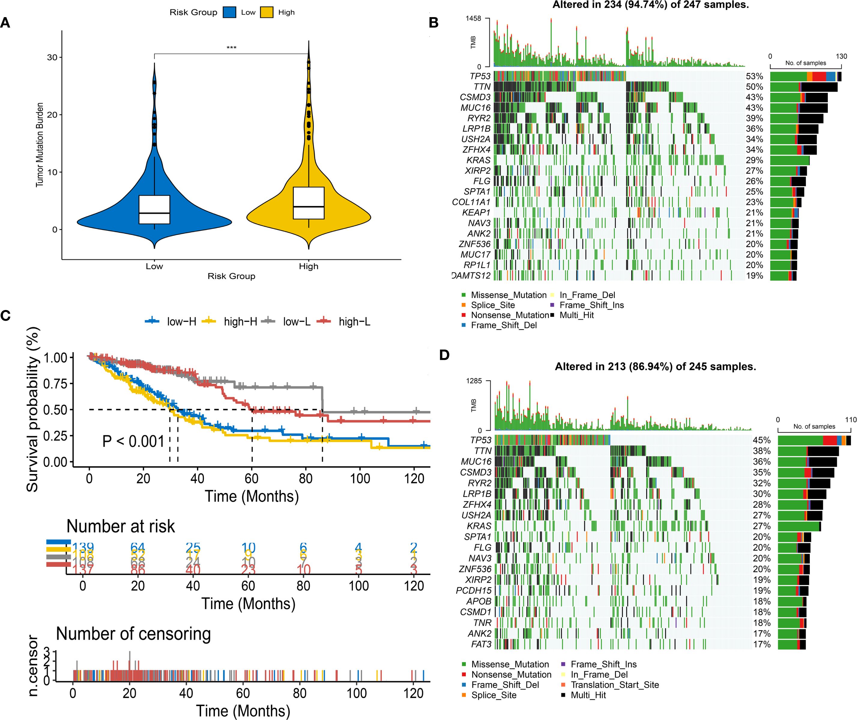 Panel A shows violin plots comparing tumor mutation burden in low and high-risk groups, with high significance indicated (p < 0.001). Panel B and D depict mutation patterns in 234 of 247 and 213 of 245 samples, respectively, with TP53 among the most altered genes. Panel C displays Kaplan-Meier survival curves for different risk groups, indicating a significant difference in survival probabilities over time.
