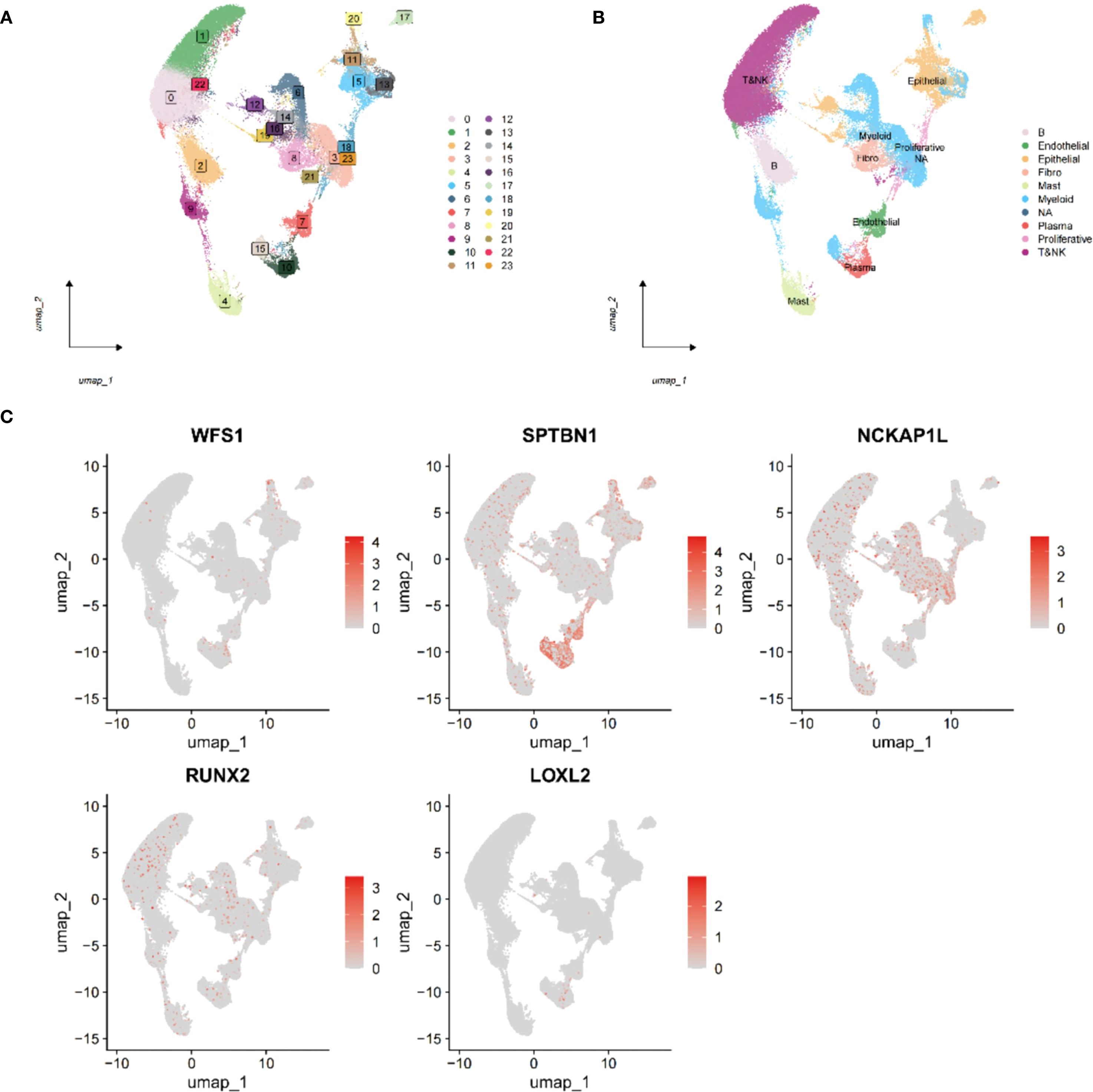 Graphical representation of clustering and gene expression. Panel A shows UMAP plots with clusters labeled 0 to 23 in various colors. Panel B shows cell types such as endothelial, epithelial, and myeloid. Panel C presents UMAP plots illustrating gene expression levels for WFS1, SPTBN1, NCKAP1L, RUNX2, and LOXL2, with a heatmap ranging from gray to red indicating expression intensity.